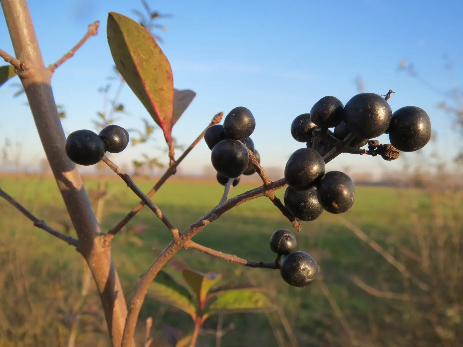 Privet (Ligustrum Vulgare) — ensuring resilience in a range of climates; note: its vigorous nature may require regular pruning to maintain shape, image 90