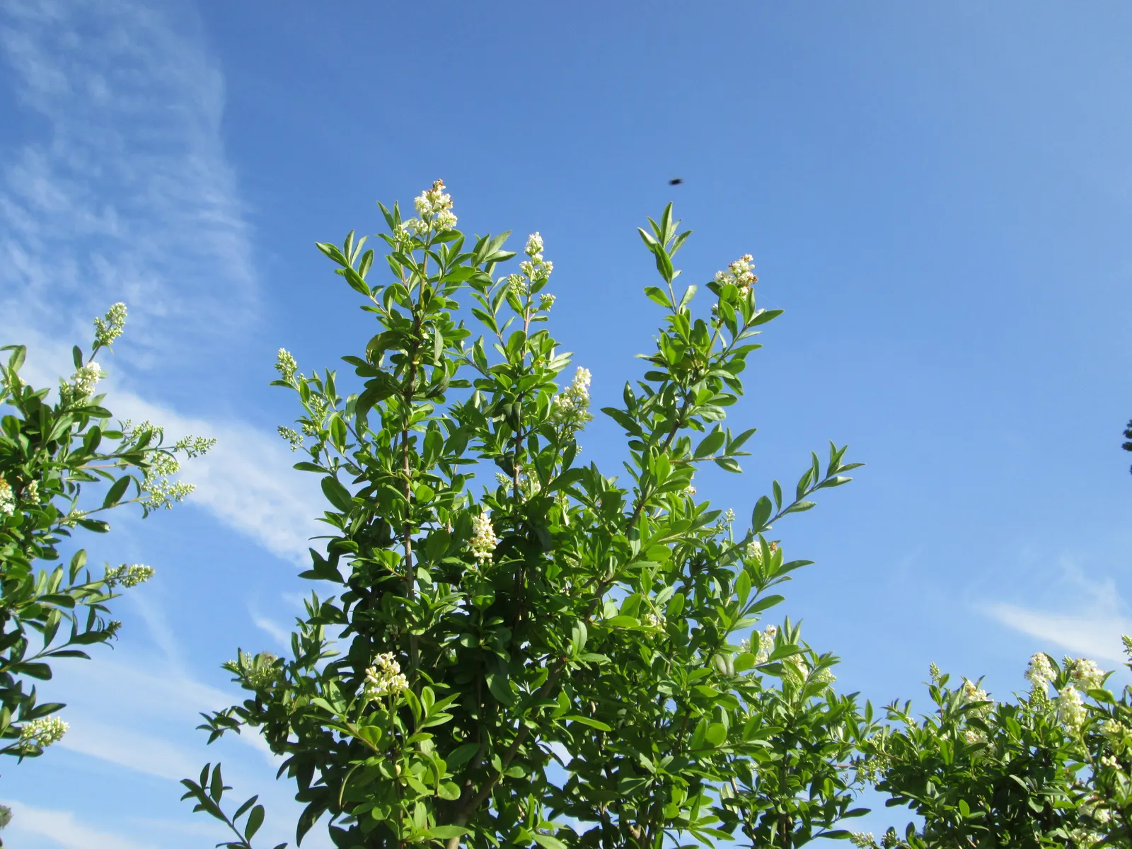 Privet (Ligustrum Vulgare) — shrub / tree with white blooms; following the flowering season