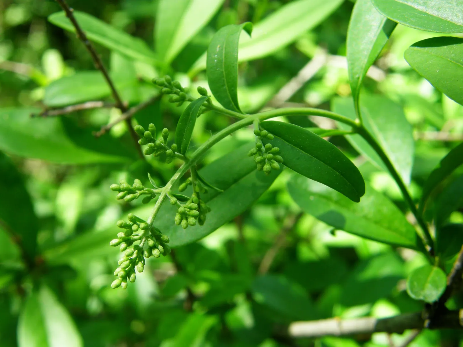 Privet (Ligustrum Vulgare) — reaching about 0.25 inches across, image 149
