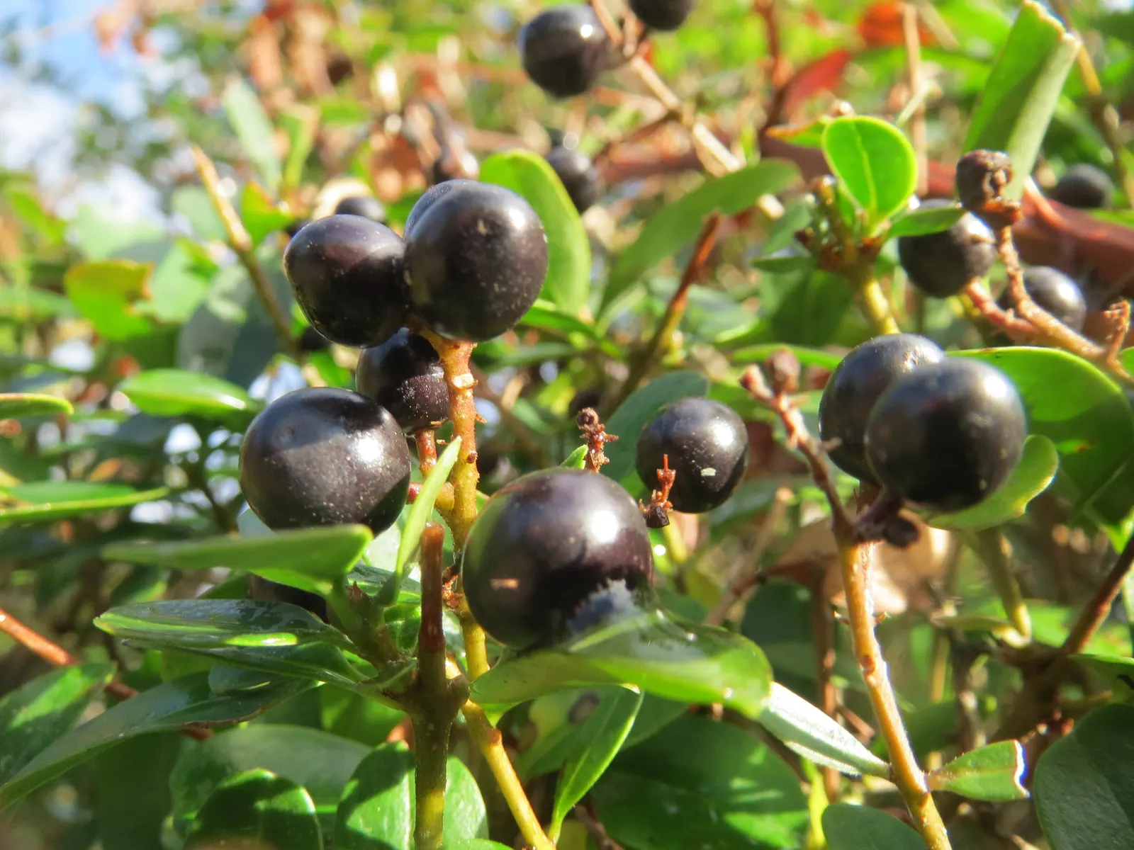 Privet (Ligustrum Vulgare) — have the potential to attract pollinators; they prefer well-drained soils and full sun to partial shade, image 150