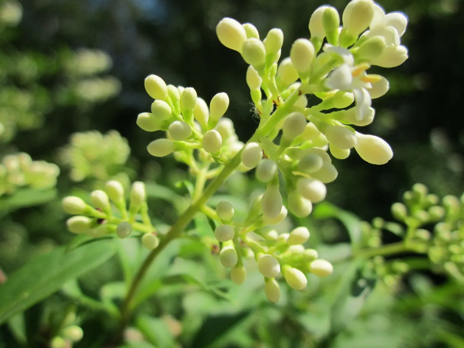 Privet (Ligustrum Vulgare) — white flowers in the garden; mature privets typically reach heights of 12 to 15 feet, image 160