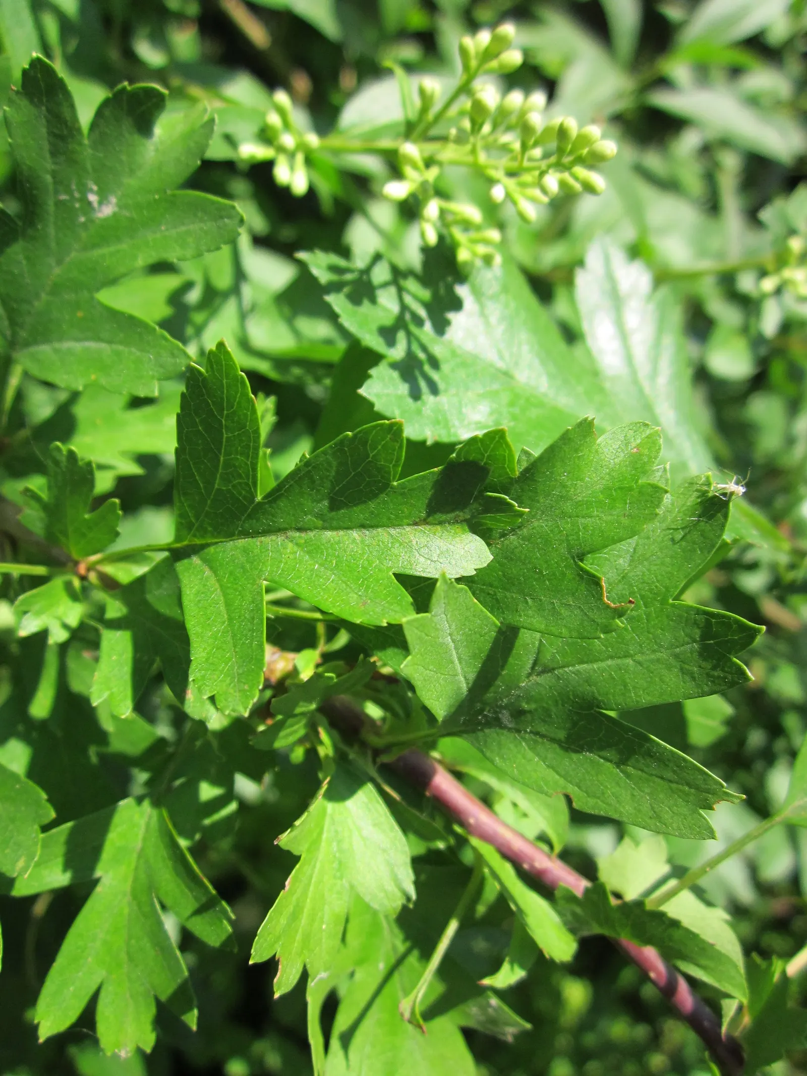 Privet (Ligustrum Vulgare) — oval leaves and clusters of fragrant white flowers in late spring are aesthetically pleasing; small black berries, image 111