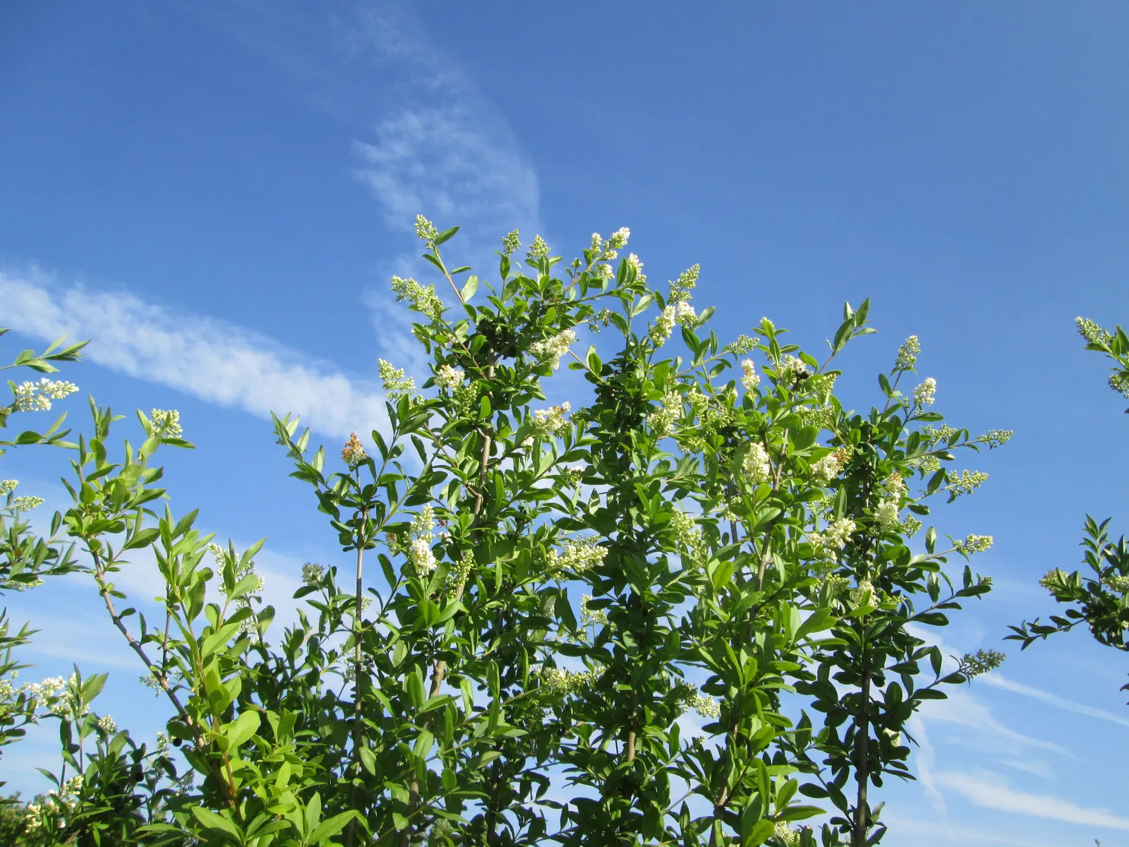 Privet (Ligustrum Vulgare) — reaching about 0.25 inches across