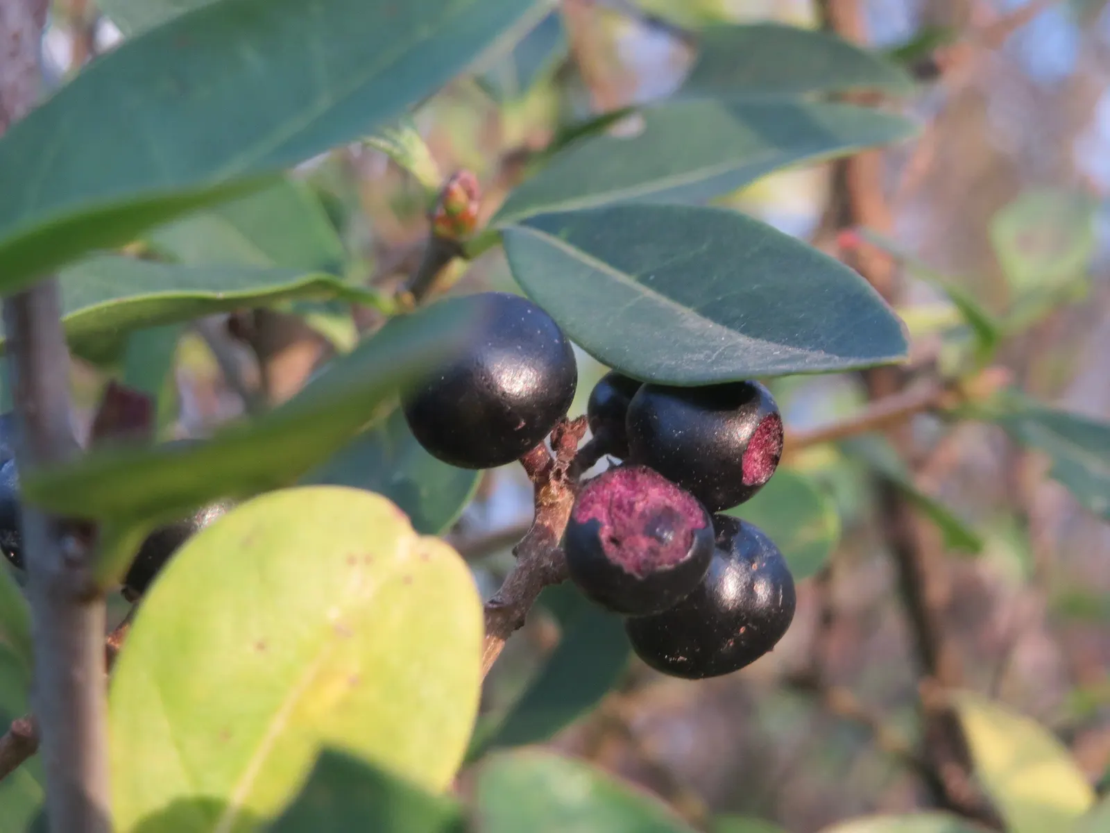Privet (Ligustrum Vulgare) — while the blackish berries attract wildlife; white flowers in the garden, image 166
