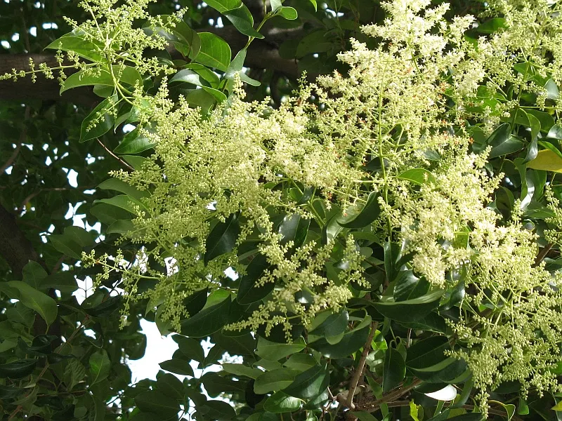 Privet (Ligustrum Vulgare) — scientifically known as Ligustrum vulgare; making them ideal for quick establishment in new gardens, image 142