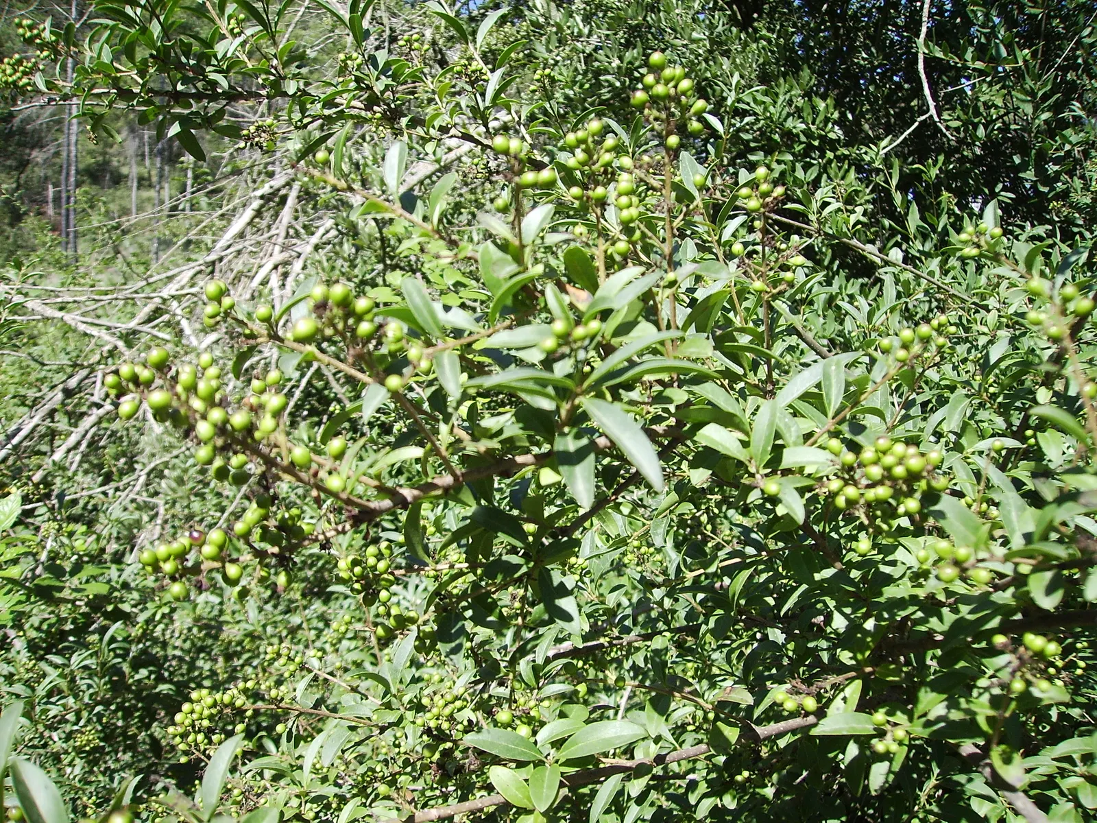 Privet (Ligustrum Vulgare) — scientifically known as Ligustrum vulgare; making them ideal for quick establishment in new gardens, image 61