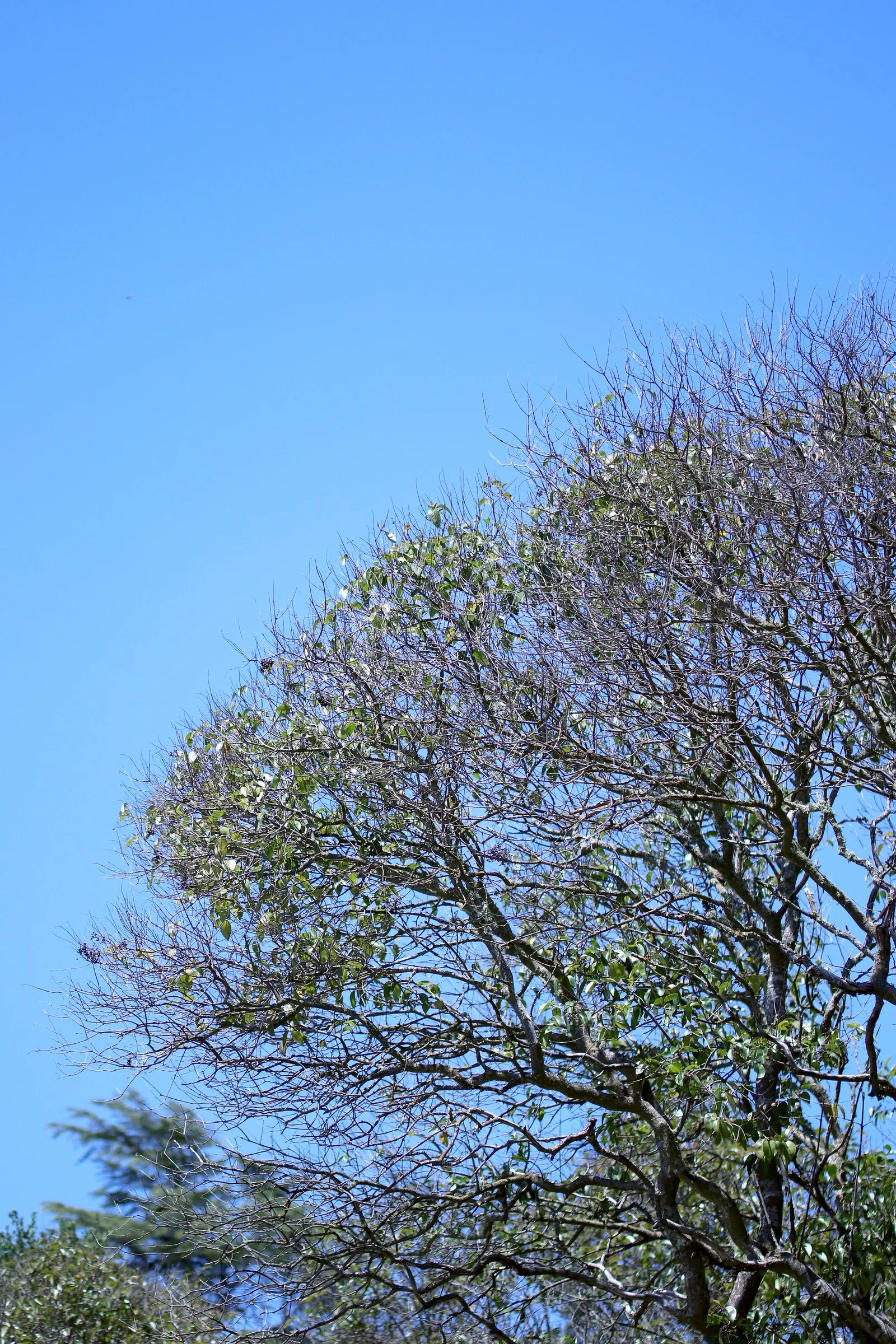 Privet (Ligustrum Vulgare) — oval leaves and clusters of fragrant white flowers in late spring are aesthetically pleasing