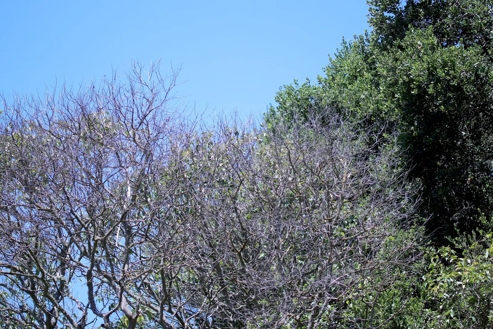 Privet (Ligustrum Vulgare) — Adaptable to various soil types, it excels as a hedge or privacy screen, image 113