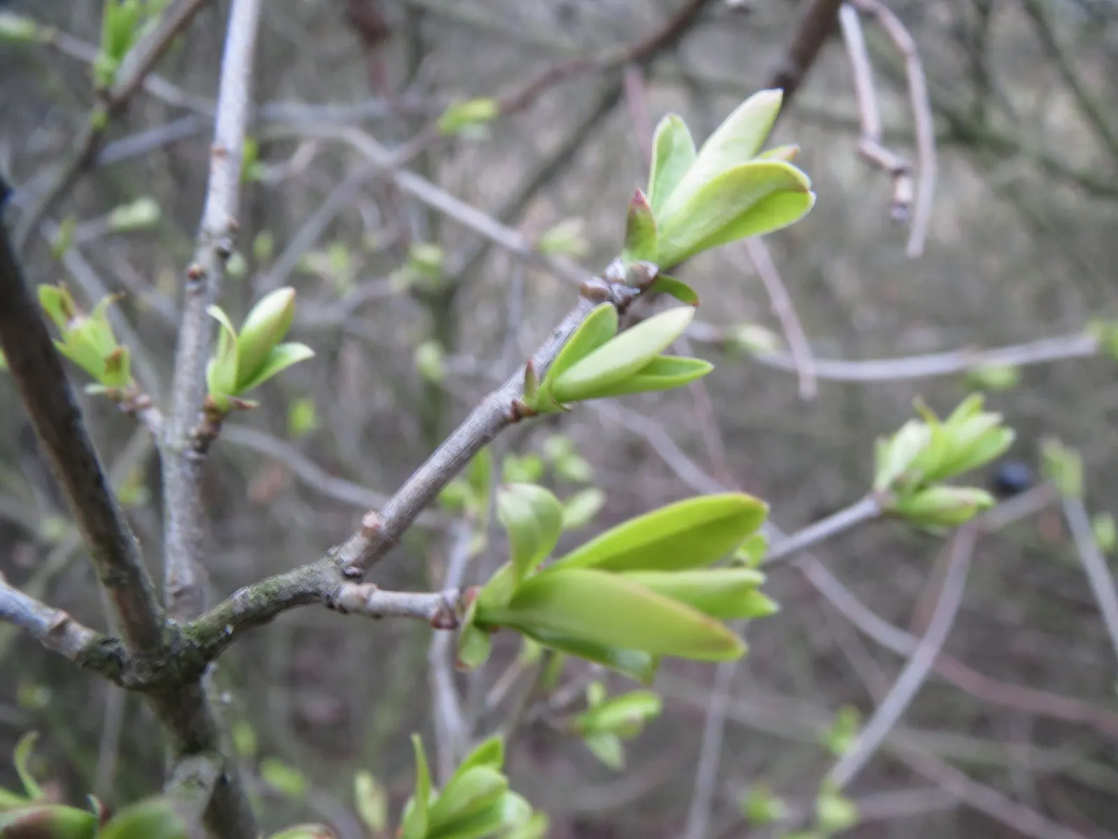 Privet (Ligustrum Vulgare) — showcasing moderate drought tolerance once established; adding an ecological benefit to its ornamental appeal, image 157
