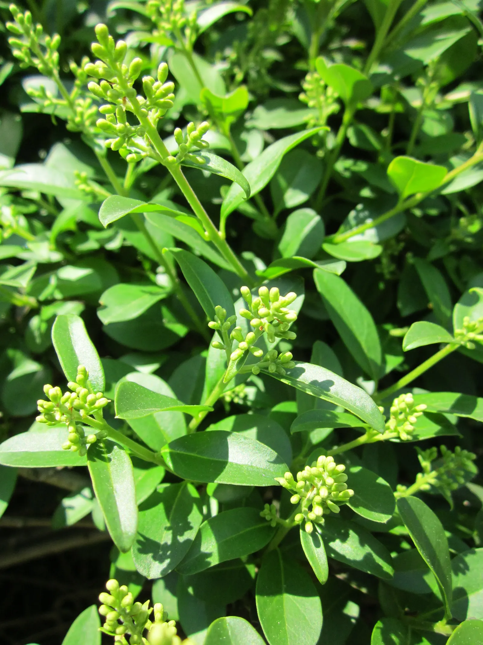 Privet (Ligustrum Vulgare) — Regular pruning is recommended to maintain desired shape and size, image 104