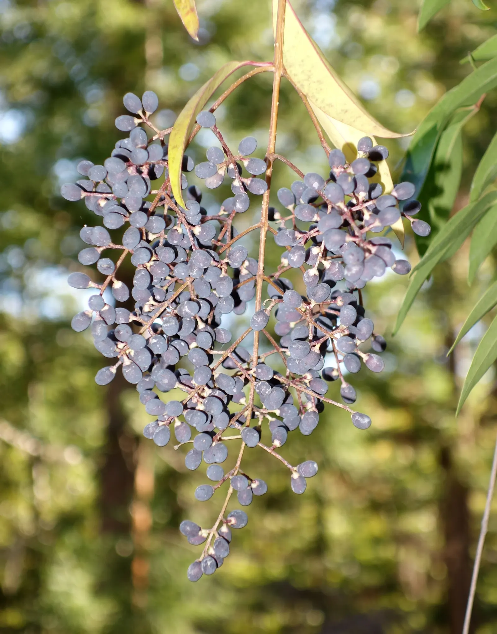 Privet (Ligustrum Vulgare) — This semi-evergreen species thrives in USDA hardiness zones 5 through 8