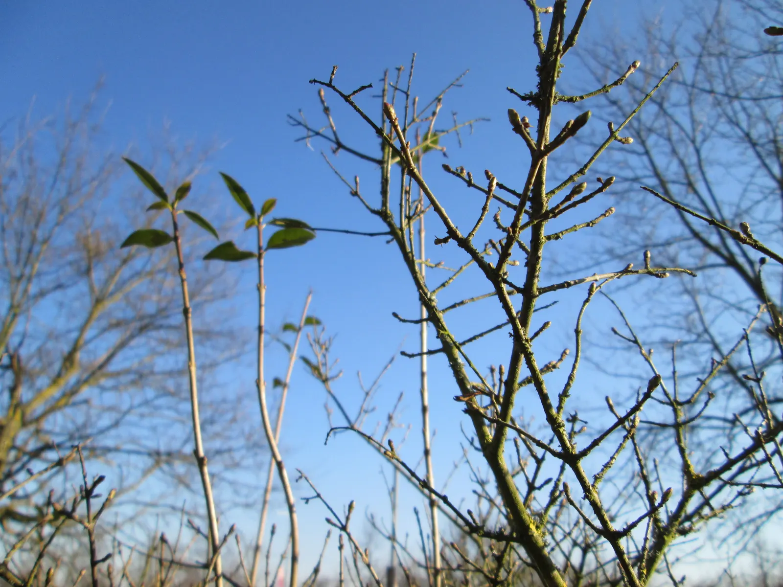 Privet (Ligustrum Vulgare) — which starkly contrast the creamy-white flowers that blossom in late spring