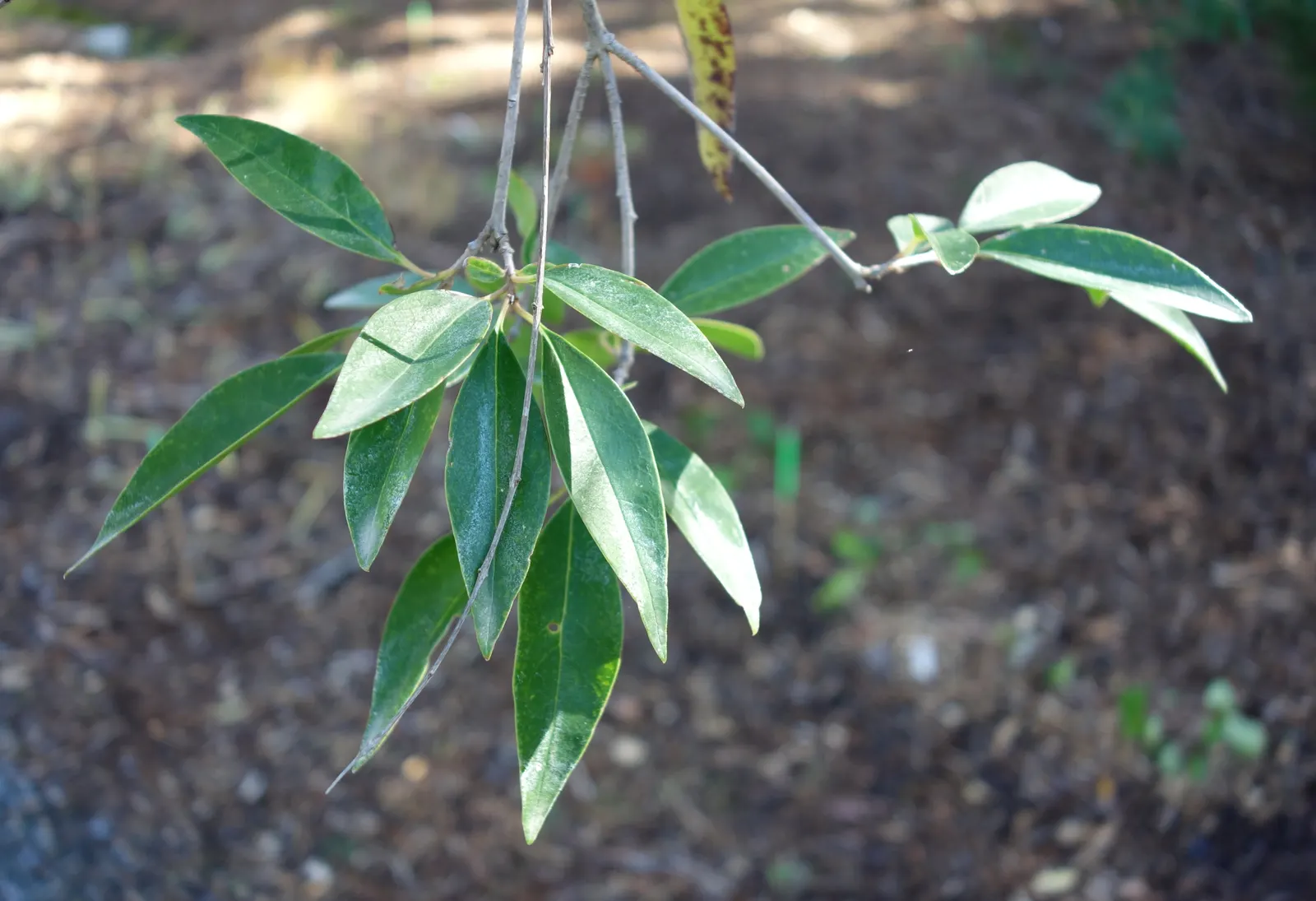 Privet (Ligustrum Vulgare) — typically reaching 4 to 15 feet in height; with a similar spread of 12 to 15 feet