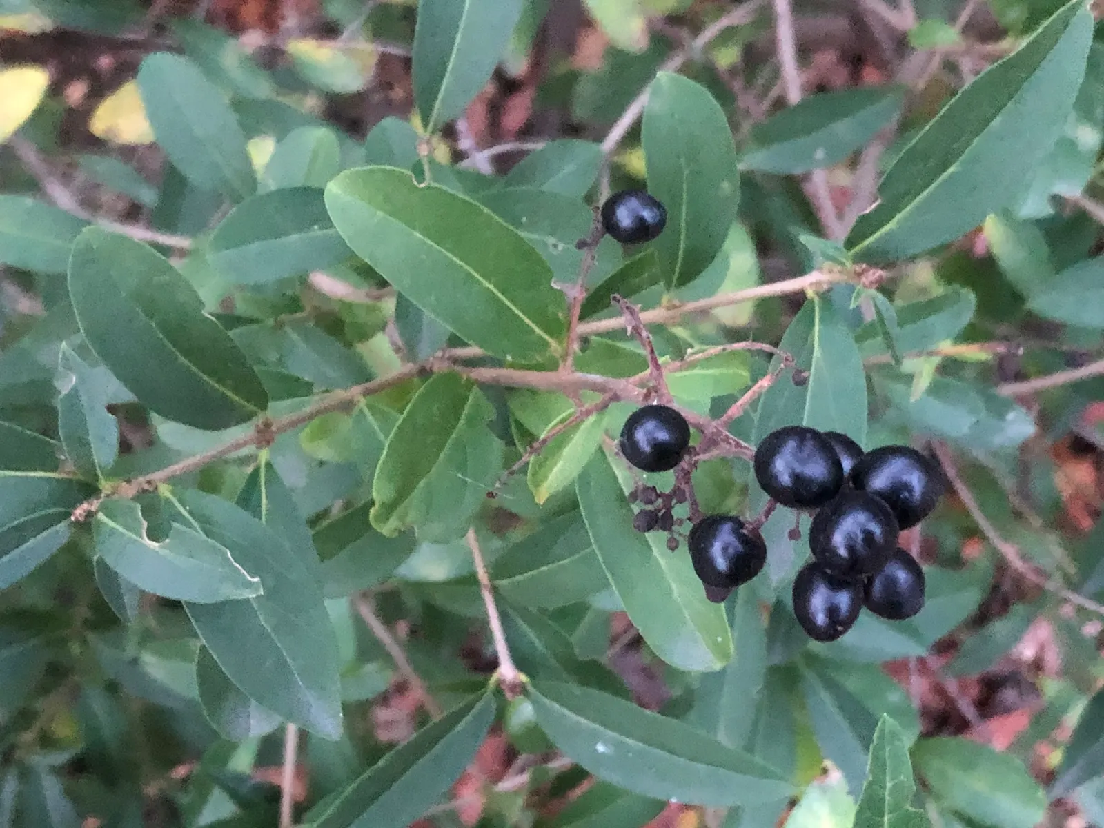 Privet (Ligustrum Vulgare) — shrub / tree with white blooms; following the flowering season, image 107