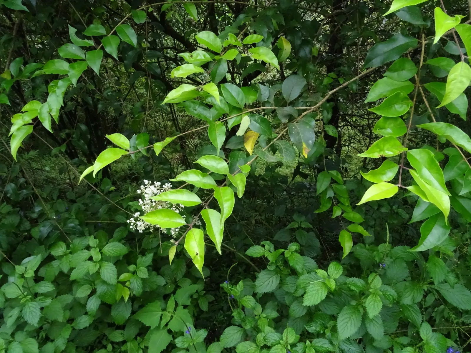 Privet (Ligustrum Vulgare) — enhancing the neat appearance that makes the Privet a staple in structured garden designs; oval leaves and clusters of, image 105