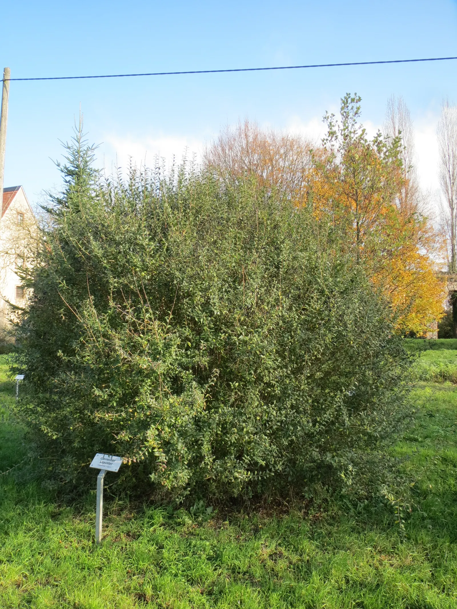 Privet (Ligustrum Vulgare) — Regular pruning is recommended to maintain desired shape and size, image 158