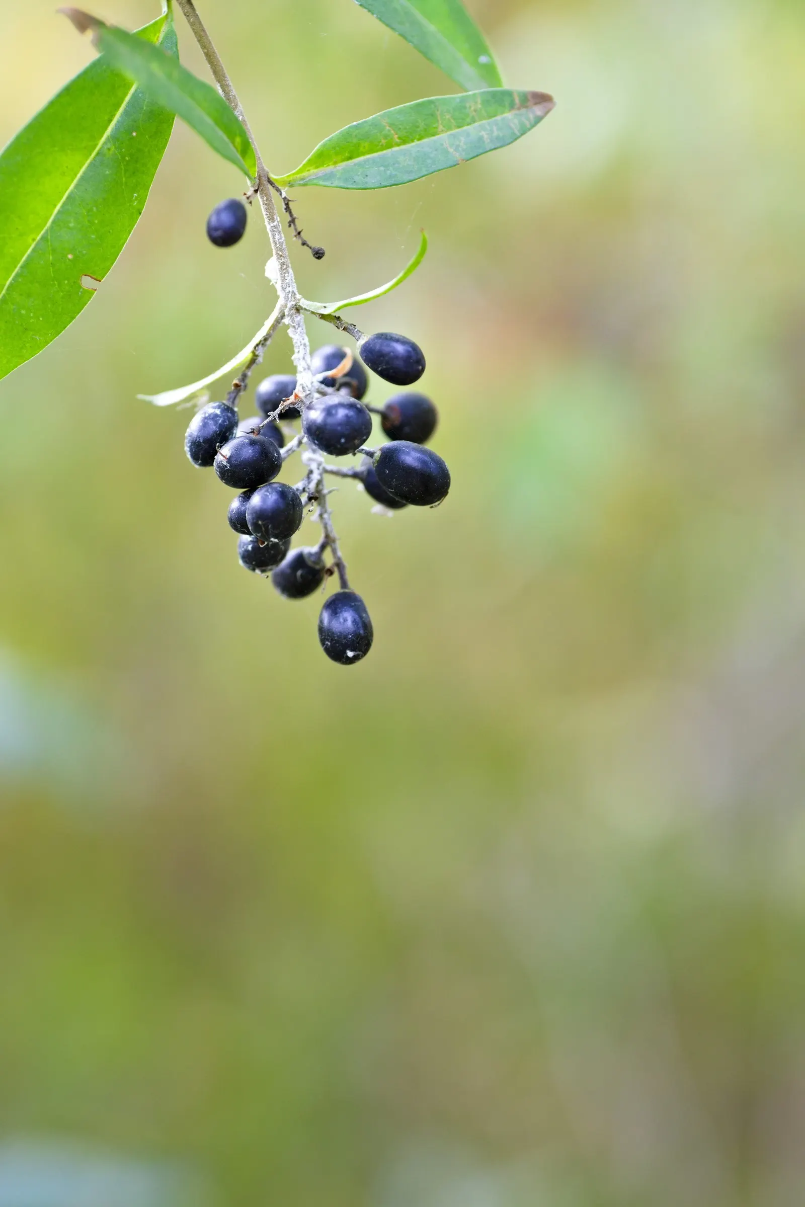 Privet (Ligustrum Vulgare) — When planting, ensure they are spaced 2 to 3 feet apart to accommodate their spread and promote healthy growth, image 74