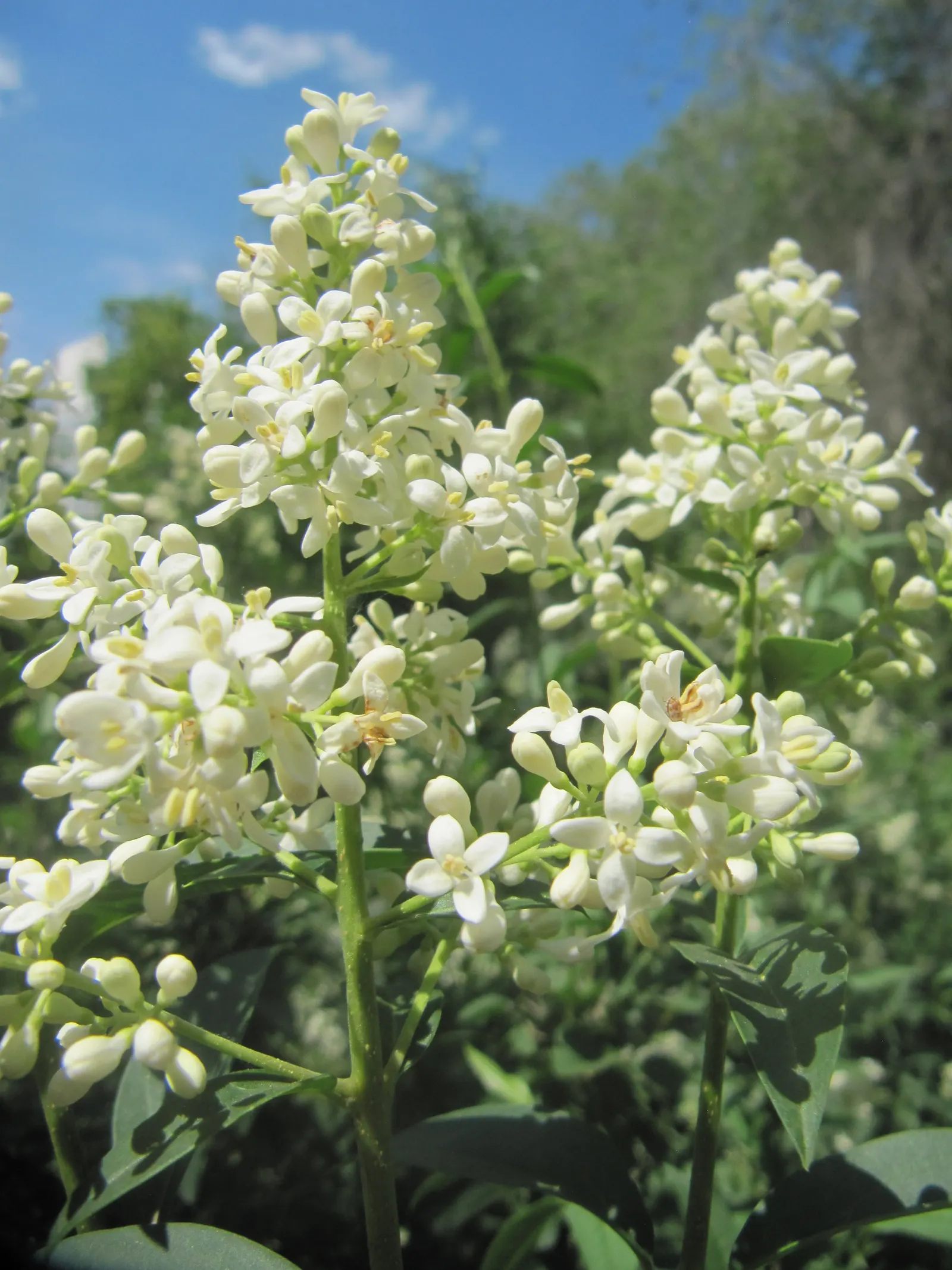 Privet (Ligustrum Vulgare) — while the blackish berries attract wildlife; white flowers in the garden