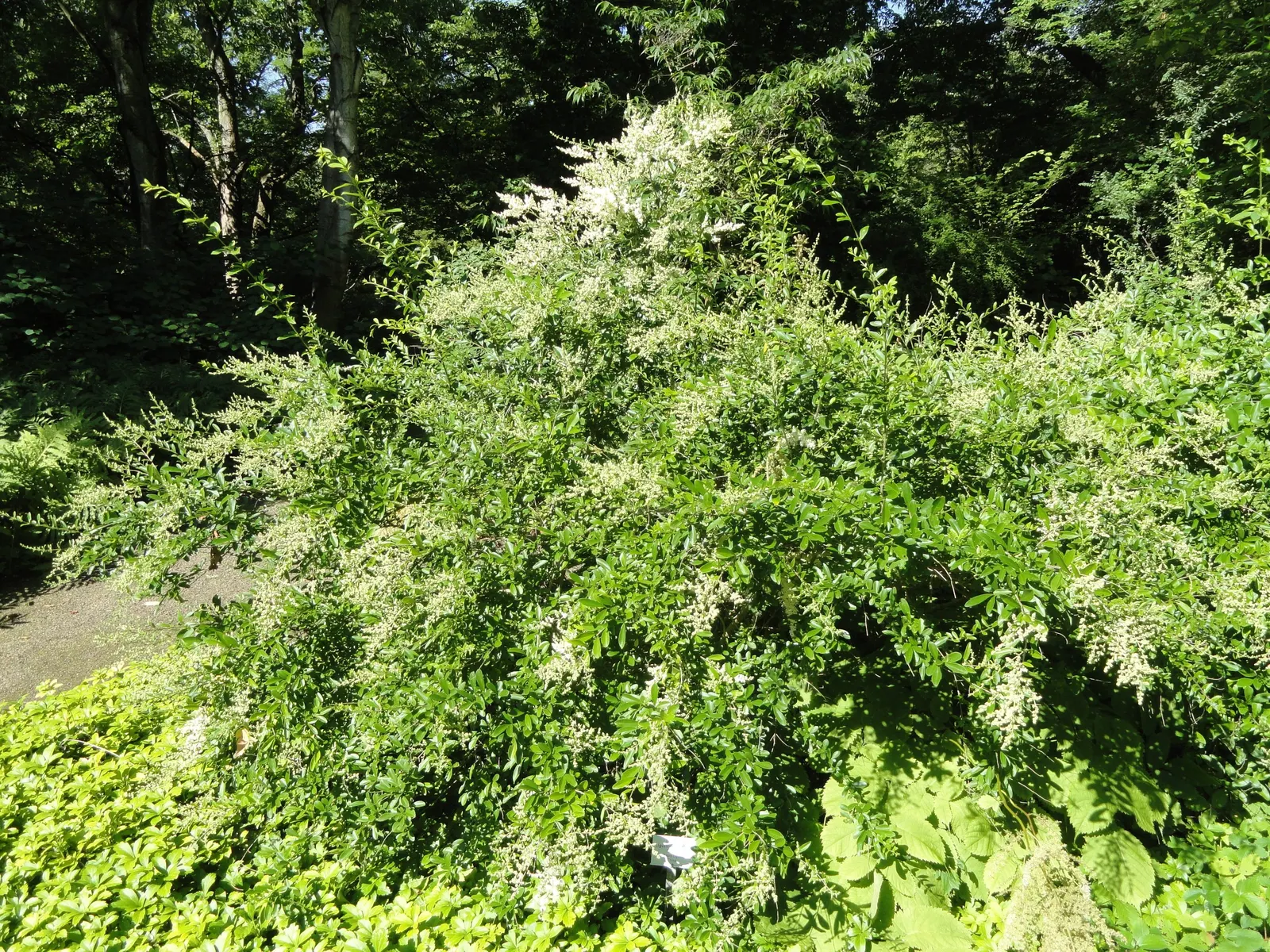 Privet (Ligustrum Vulgare) — which starkly contrast the creamy-white flowers that blossom in late spring; scientifically known as Ligustrum vulgare, image 121