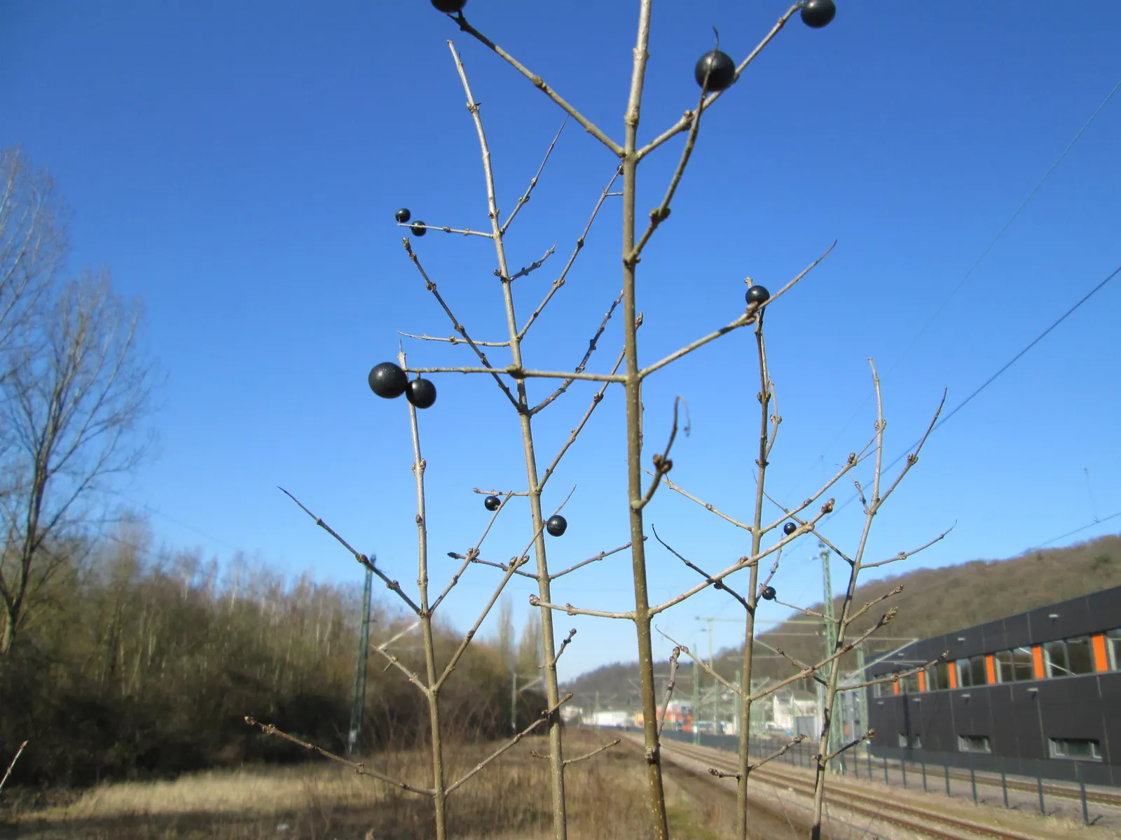 Privet (Ligustrum Vulgare) — Note: its vigorous nature may require regular pruning to maintain shape; measuring 1 to 2.5 inches in length, image 168