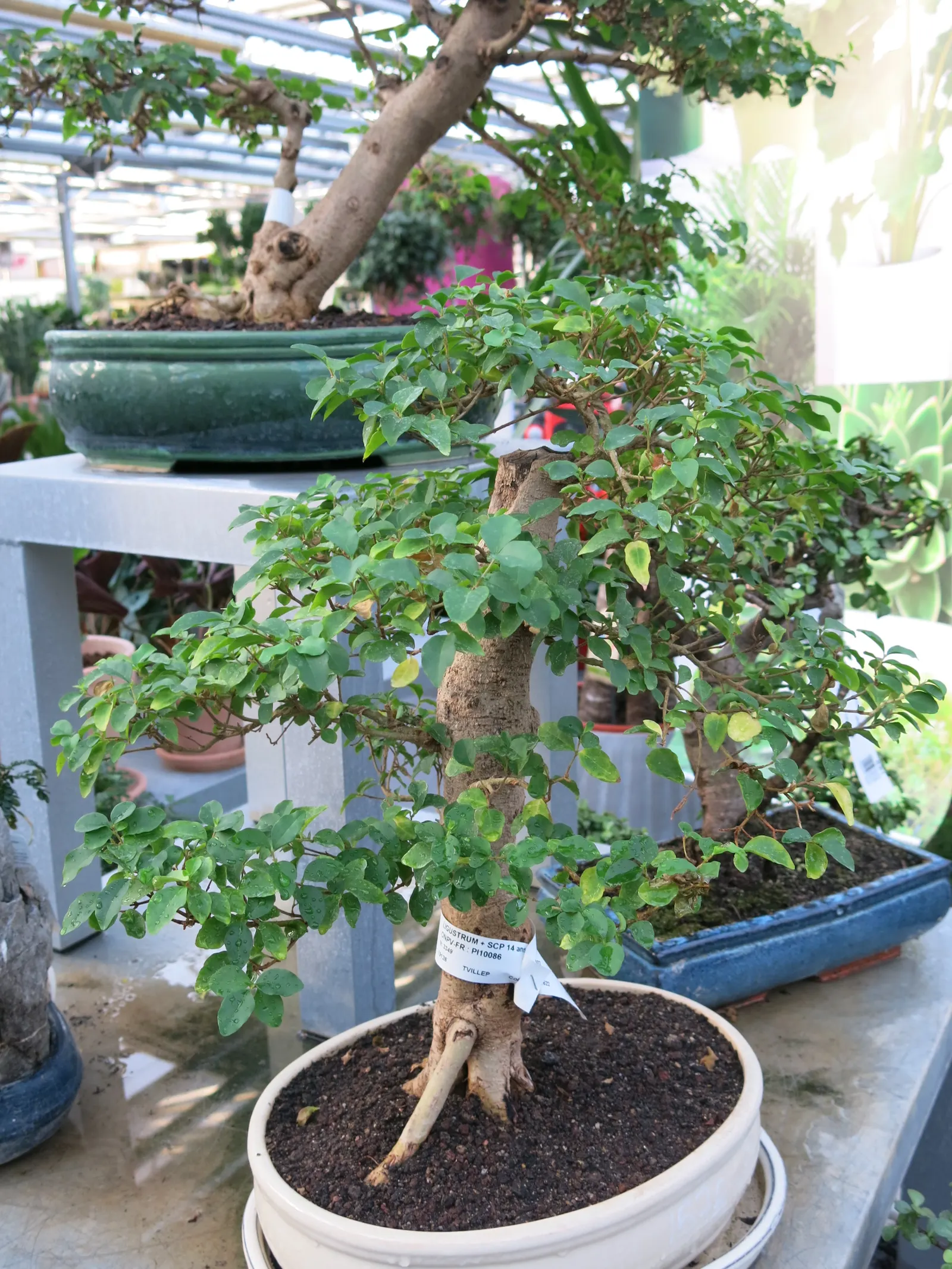 Privet (Ligustrum Vulgare) — This semi-evergreen species thrives in USDA hardiness zones 5 through 8; shrub / tree with white blooms, image 116