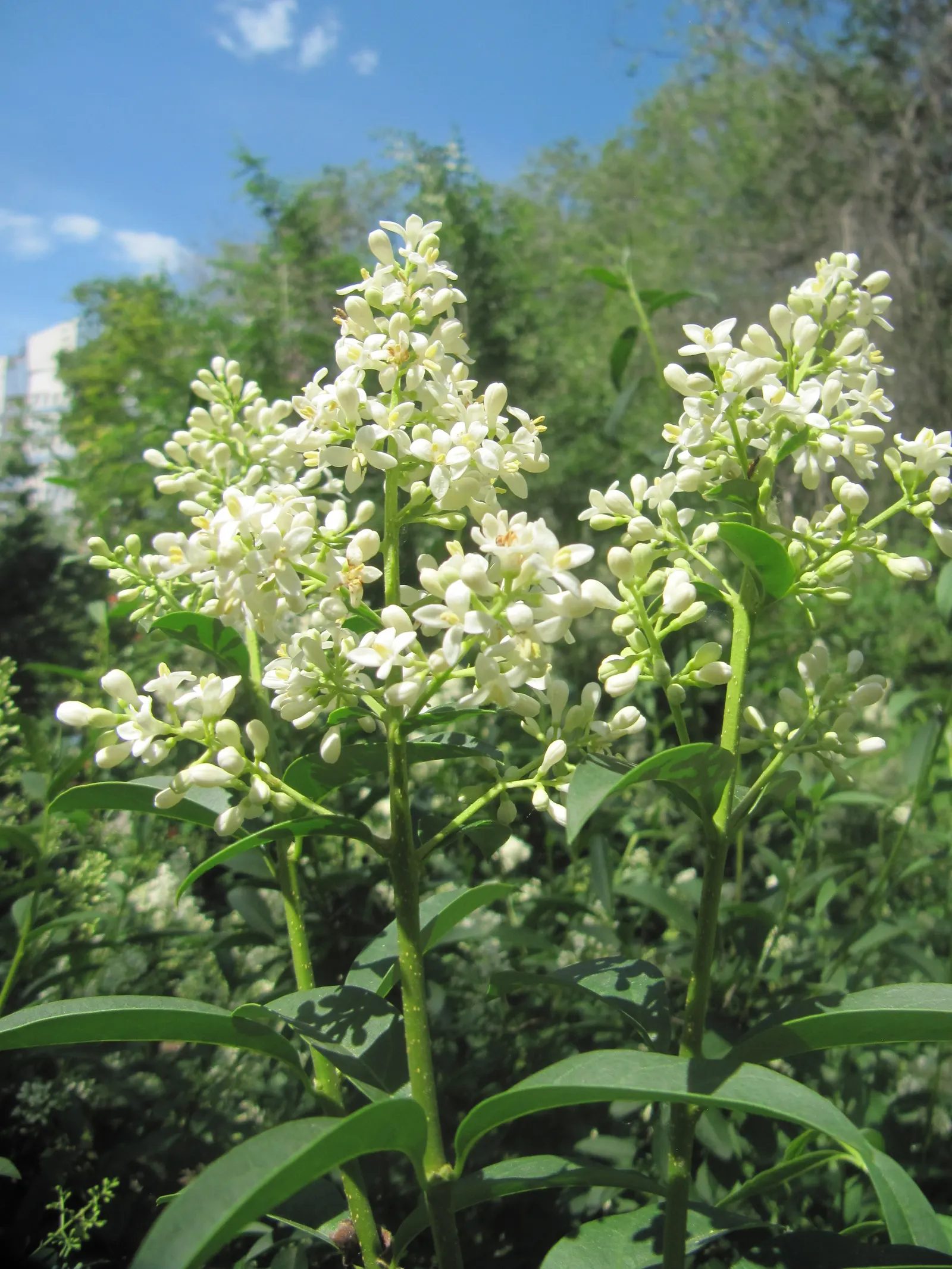 Privet (Ligustrum Vulgare) — showcasing moderate drought tolerance once established; adding an ecological benefit to its ornamental appeal