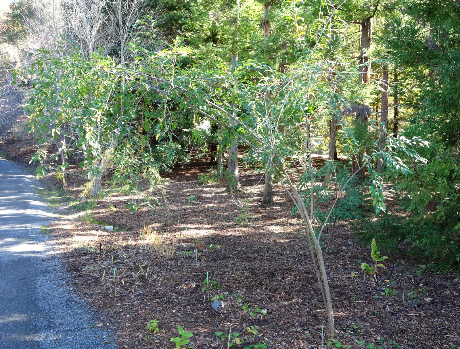 Privet (Ligustrum Vulgare) — When planting, ensure they are spaced 2 to 3 feet apart to accommodate their spread and promote healthy growth