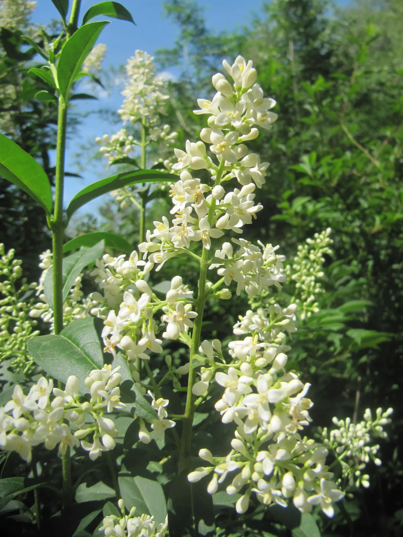 Privet (Ligustrum Vulgare) — They prefer well-drained soils and full sun to partial shade; ensuring resilience in a range of climates, image 129
