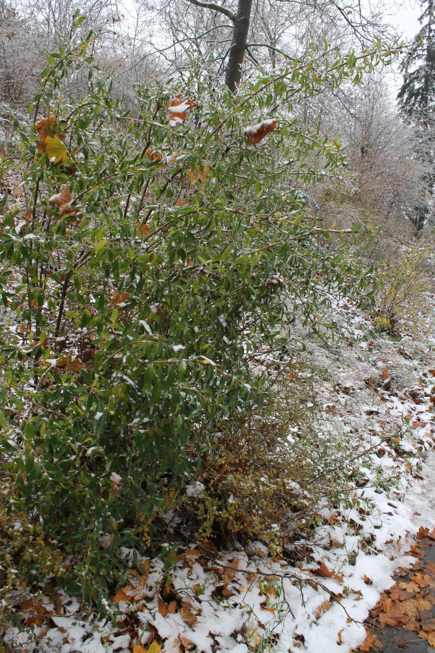 Privet (Ligustrum Vulgare) — scientifically known as Ligustrum vulgare; making them ideal for quick establishment in new gardens, image 88