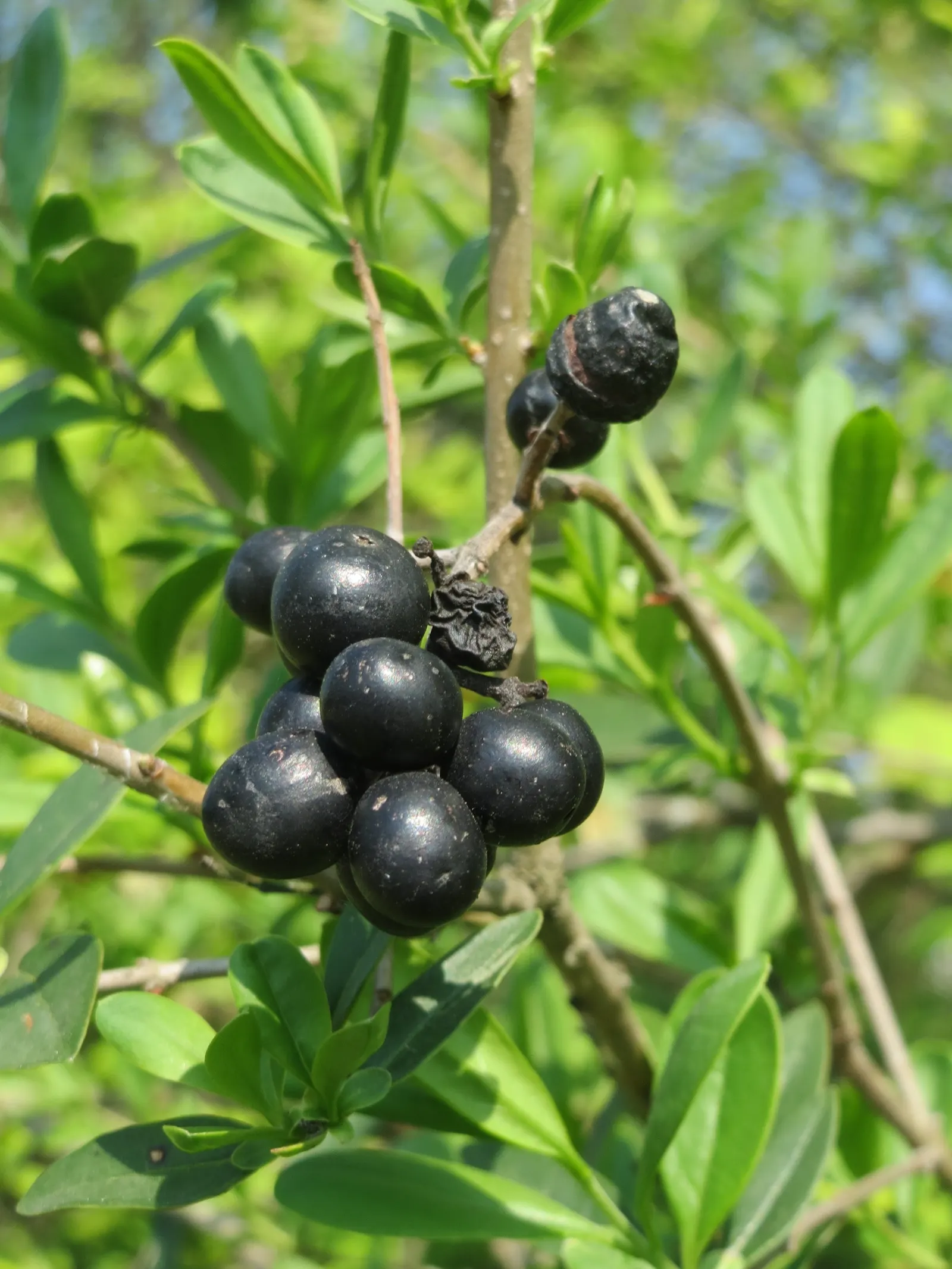 Privet (Ligustrum Vulgare) — showcasing moderate drought tolerance once established; adding an ecological benefit to its ornamental appeal, image 103