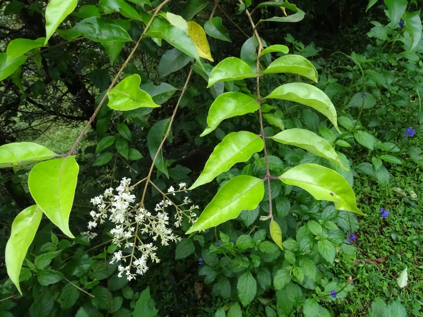 Privet (Ligustrum Vulgare) — When planting, ensure they are spaced 2 to 3 feet apart to accommodate their spread and promote healthy growth; typically reaching