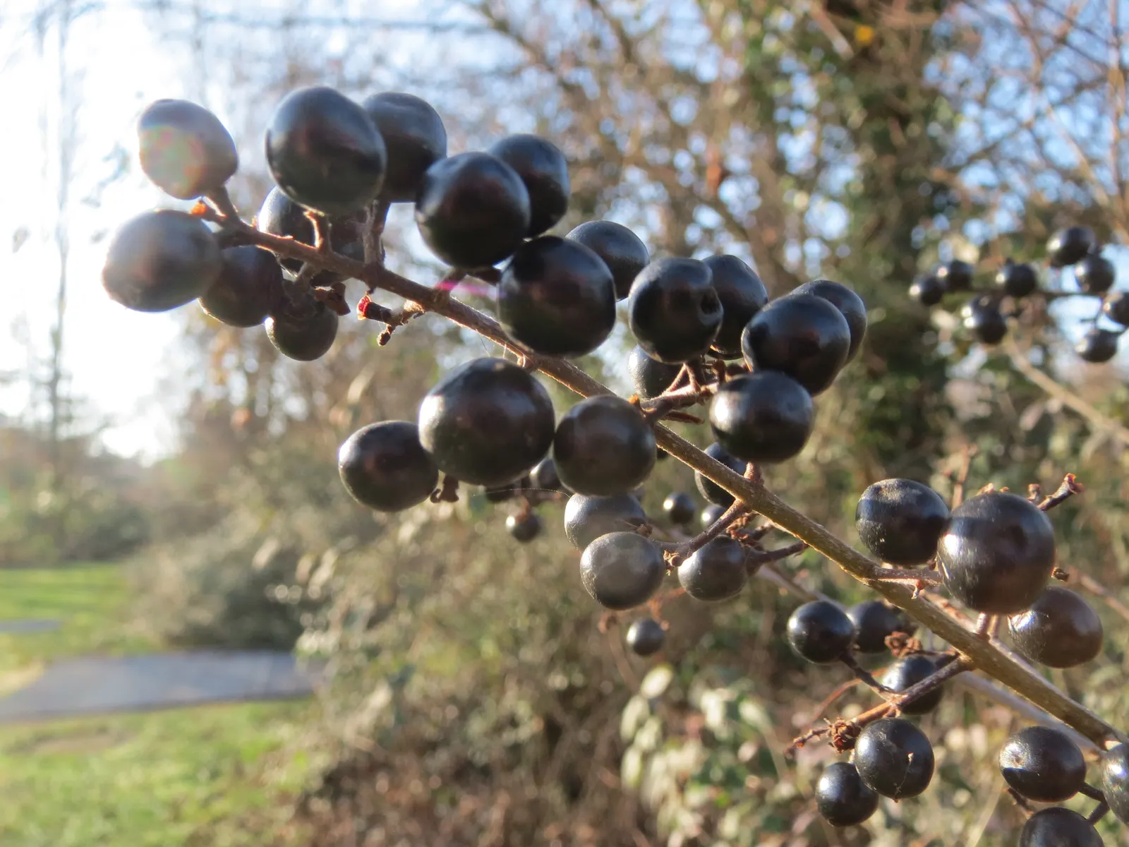 Privet (Ligustrum Vulgare) — oval leaves and clusters of fragrant white flowers in late spring are aesthetically pleasing; small black berries, image 84