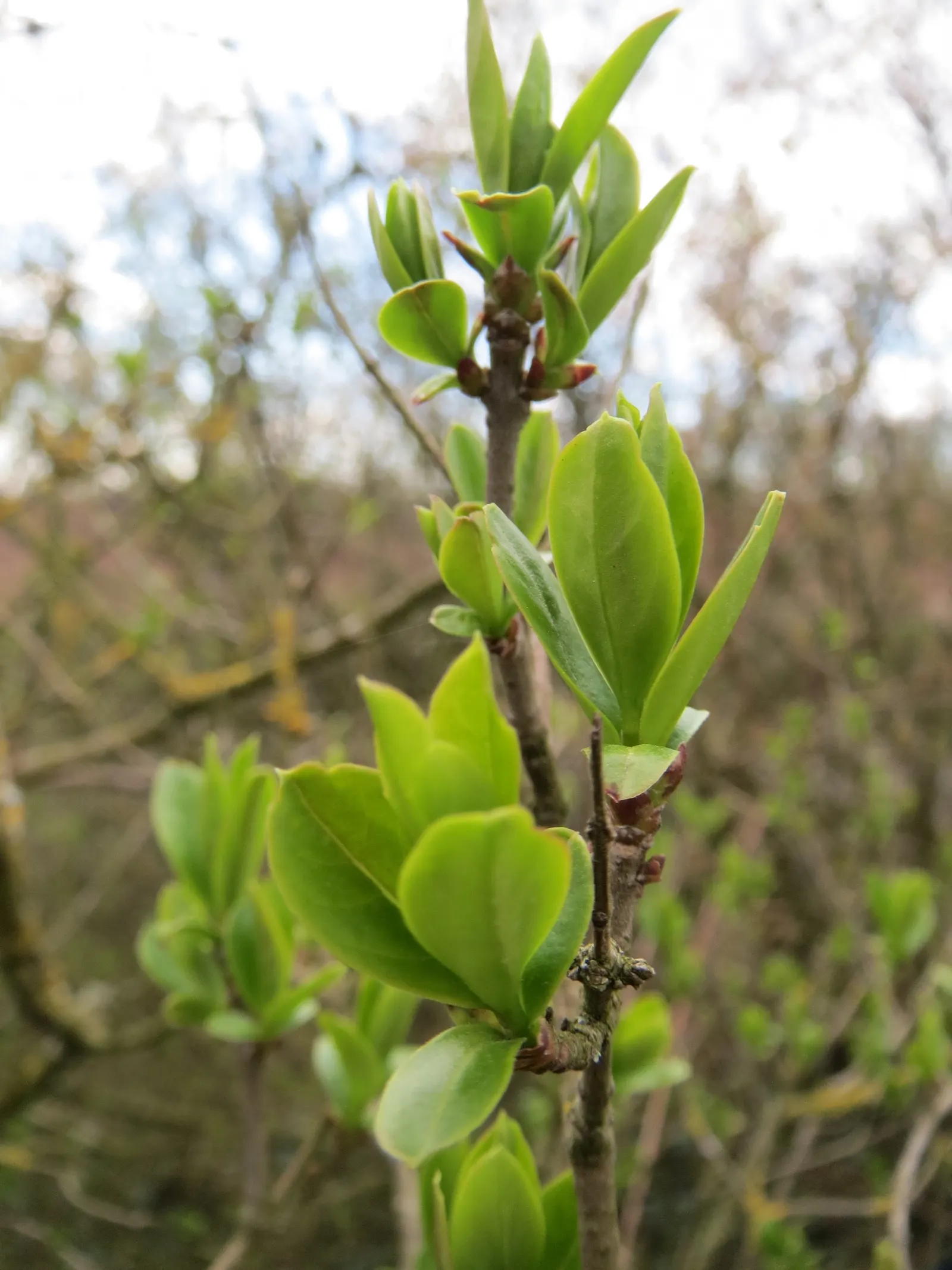 Privet (Ligustrum Vulgare) — ensuring resilience in a range of climates; note: its vigorous nature may require regular pruning to maintain shape, image 144