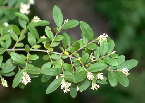 Privet (Ligustrum Vulgare) — with a similar spread of 12 to 15 feet; when planting, ensure they are spaced 2 to 3 feet apart to accommodate their, image 92