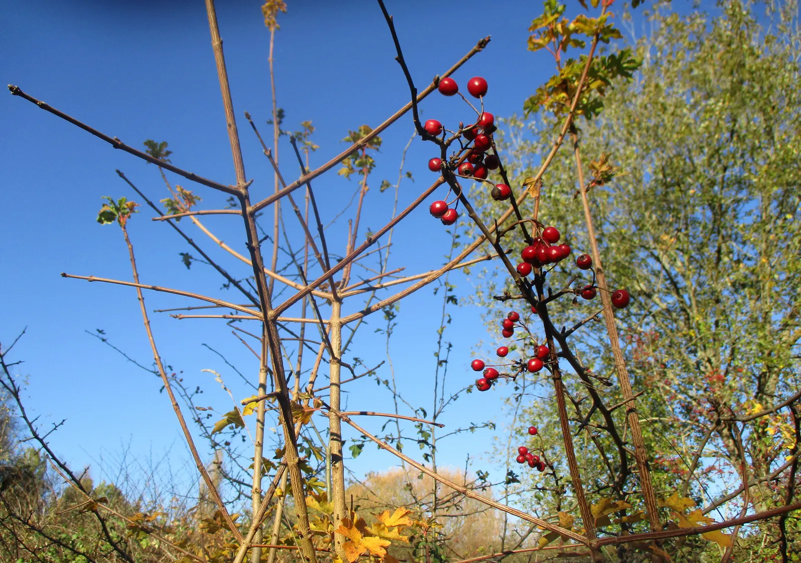 Privet (Ligustrum Vulgare) — small black berries emerge; have the potential to attract pollinators, image 126