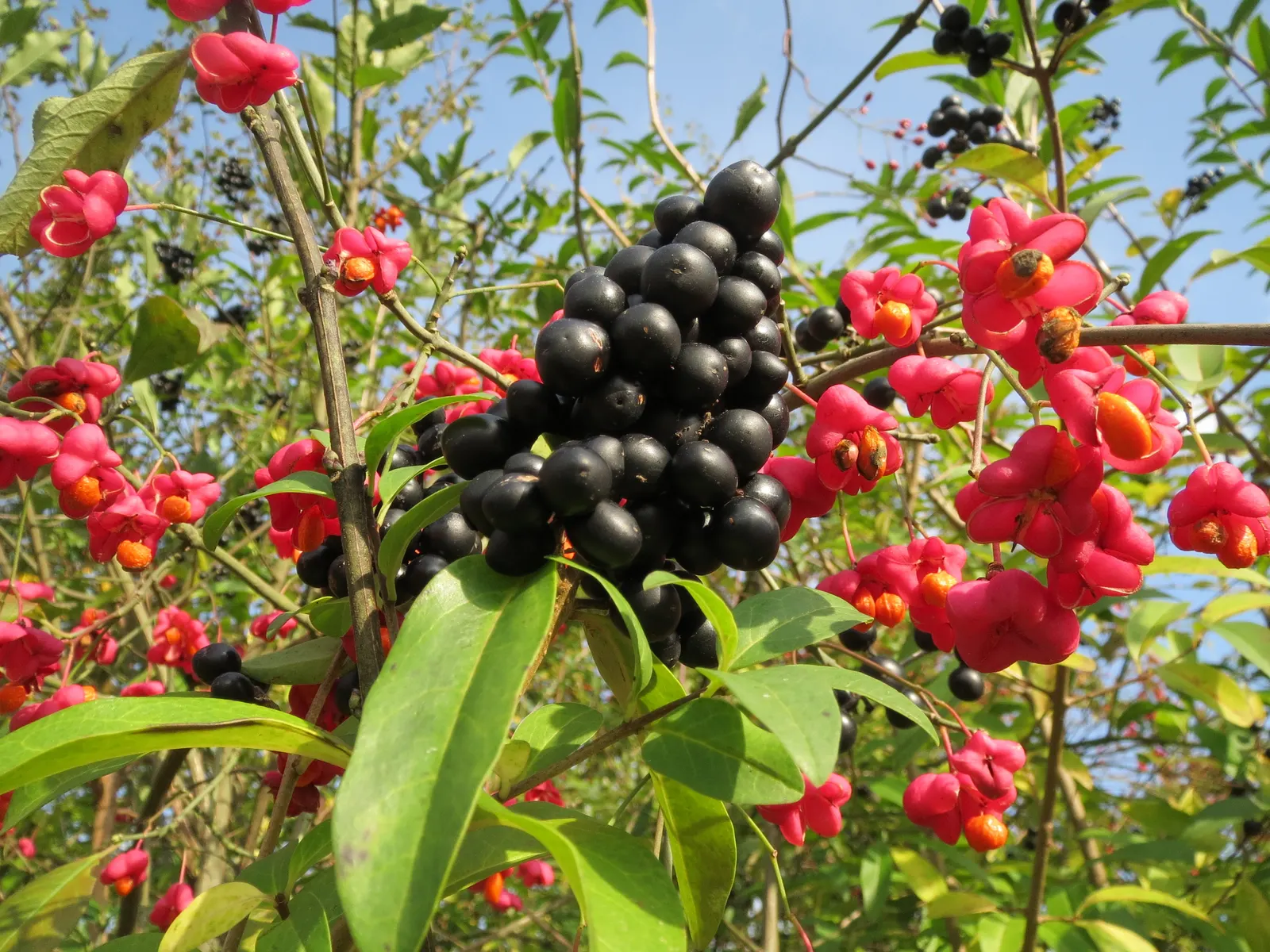 Privet (Ligustrum Vulgare) — enhancing the neat appearance that makes the Privet a staple in structured garden designs; oval leaves and clusters of, image 132