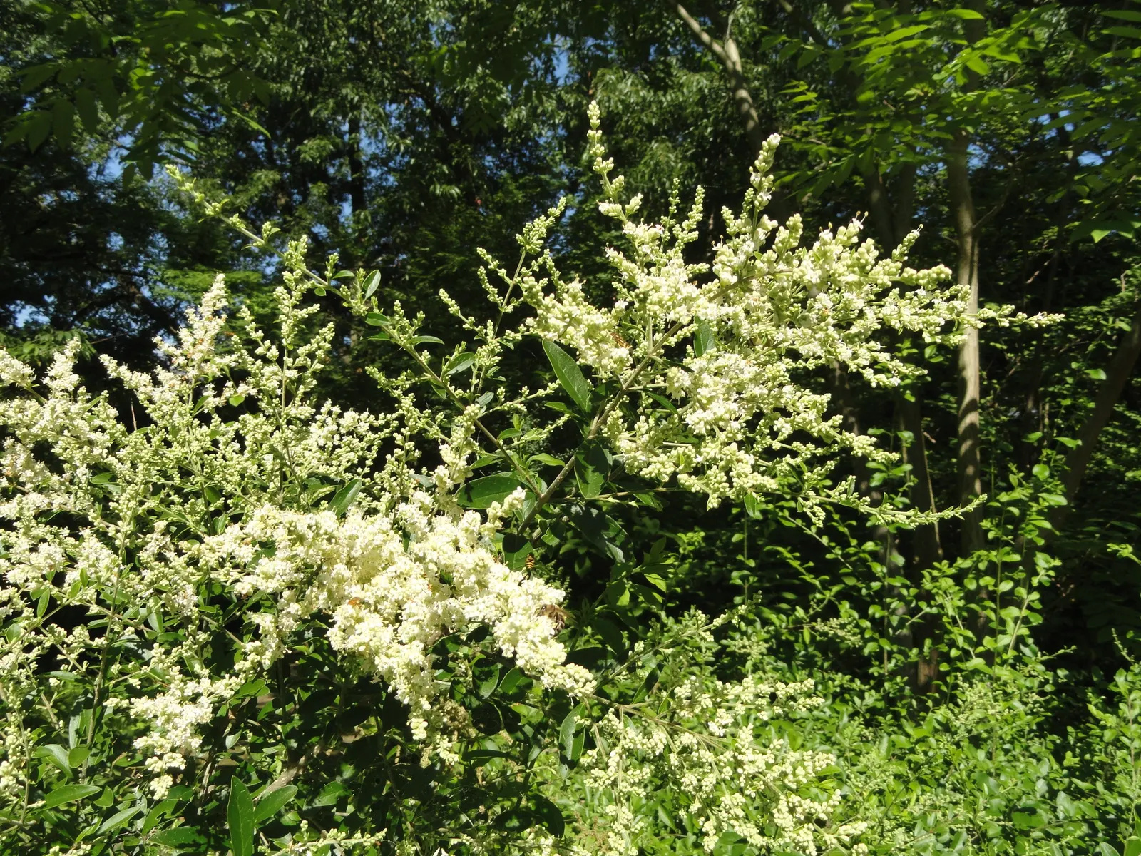 Privet (Ligustrum Vulgare) — shrub / tree with white blooms; following the flowering season, image 80