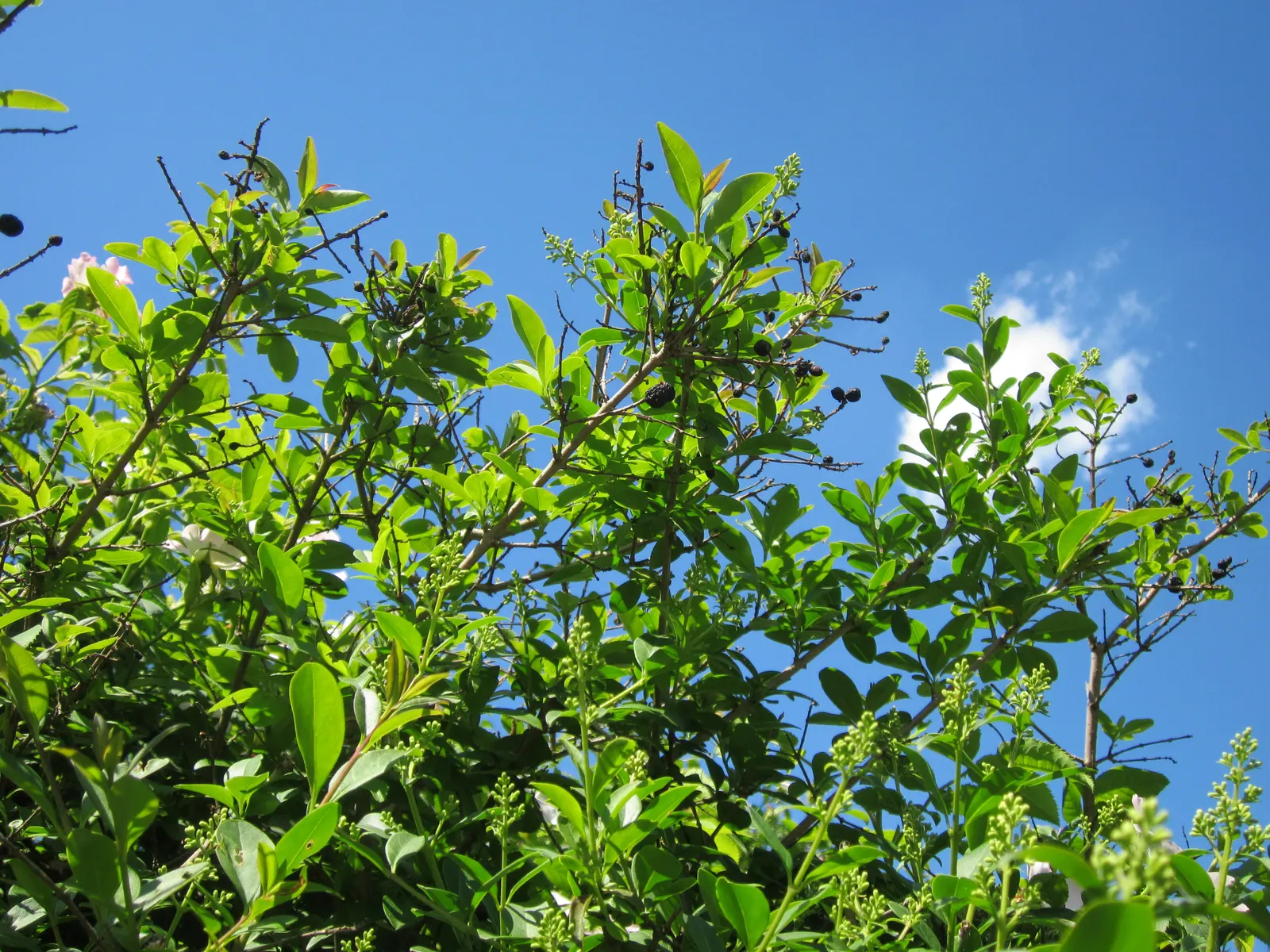 Privet (Ligustrum Vulgare) — Adaptable to various soil types, it excels as a hedge or privacy screen