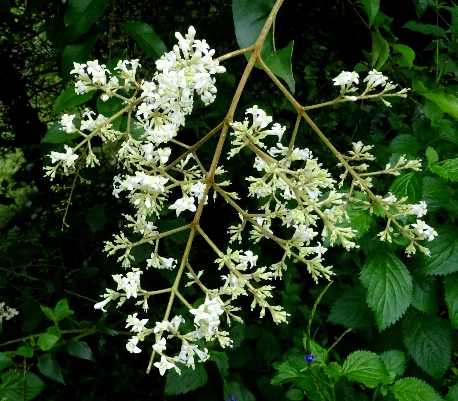 Privet (Ligustrum Vulgare) — Mature privets typically reach heights of 12 to 15 feet; which starkly contrast the creamy-white flowers that blossom in late