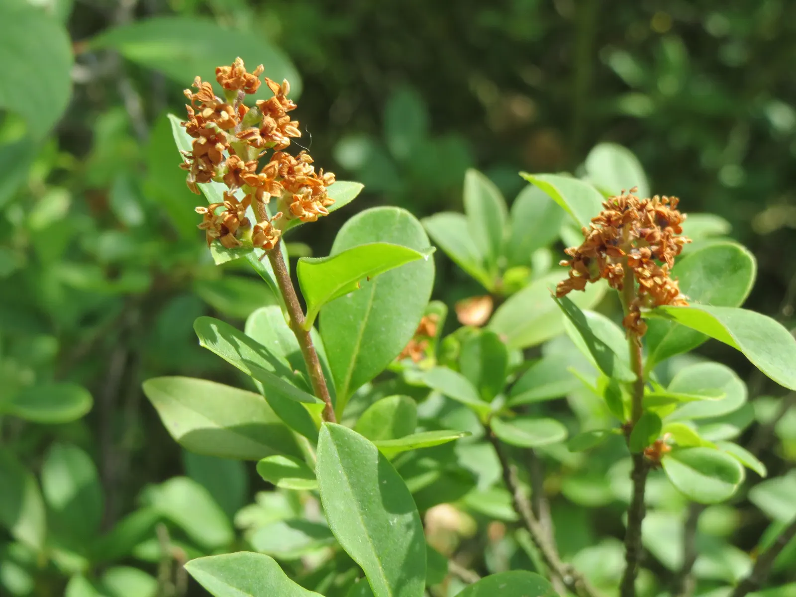 Privet (Ligustrum Vulgare) — adding an ecological benefit to its ornamental appeal; privet (Ligustrum vulgare) is a versatile shrub, image 151