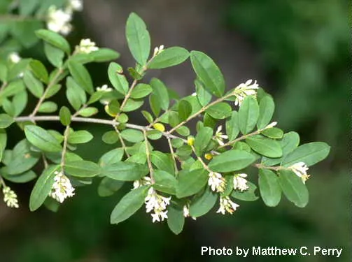 Privet (Ligustrum Vulgare) — which starkly contrast the creamy-white flowers that blossom in late spring; scientifically known as Ligustrum vulgare, image 148