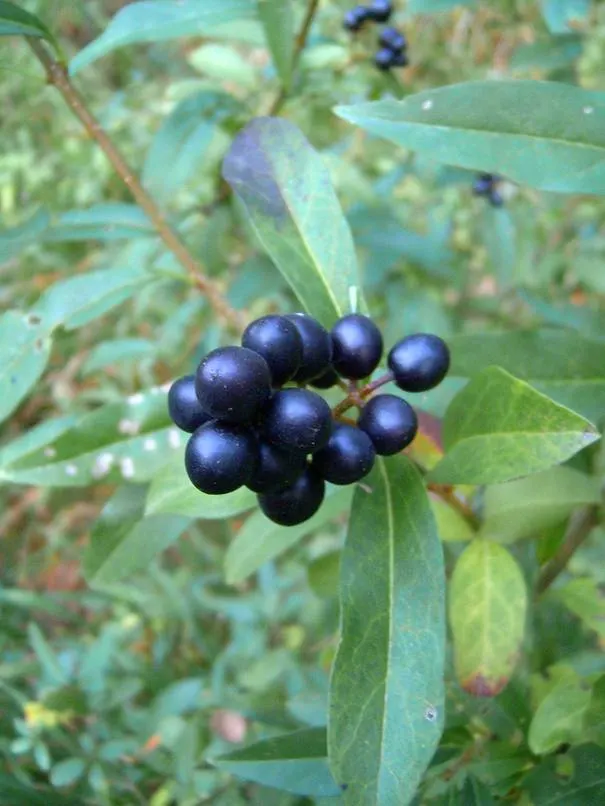 Privet (Ligustrum Vulgare) — ensuring resilience in a range of climates; note: its vigorous nature may require regular pruning to maintain shape, image 171