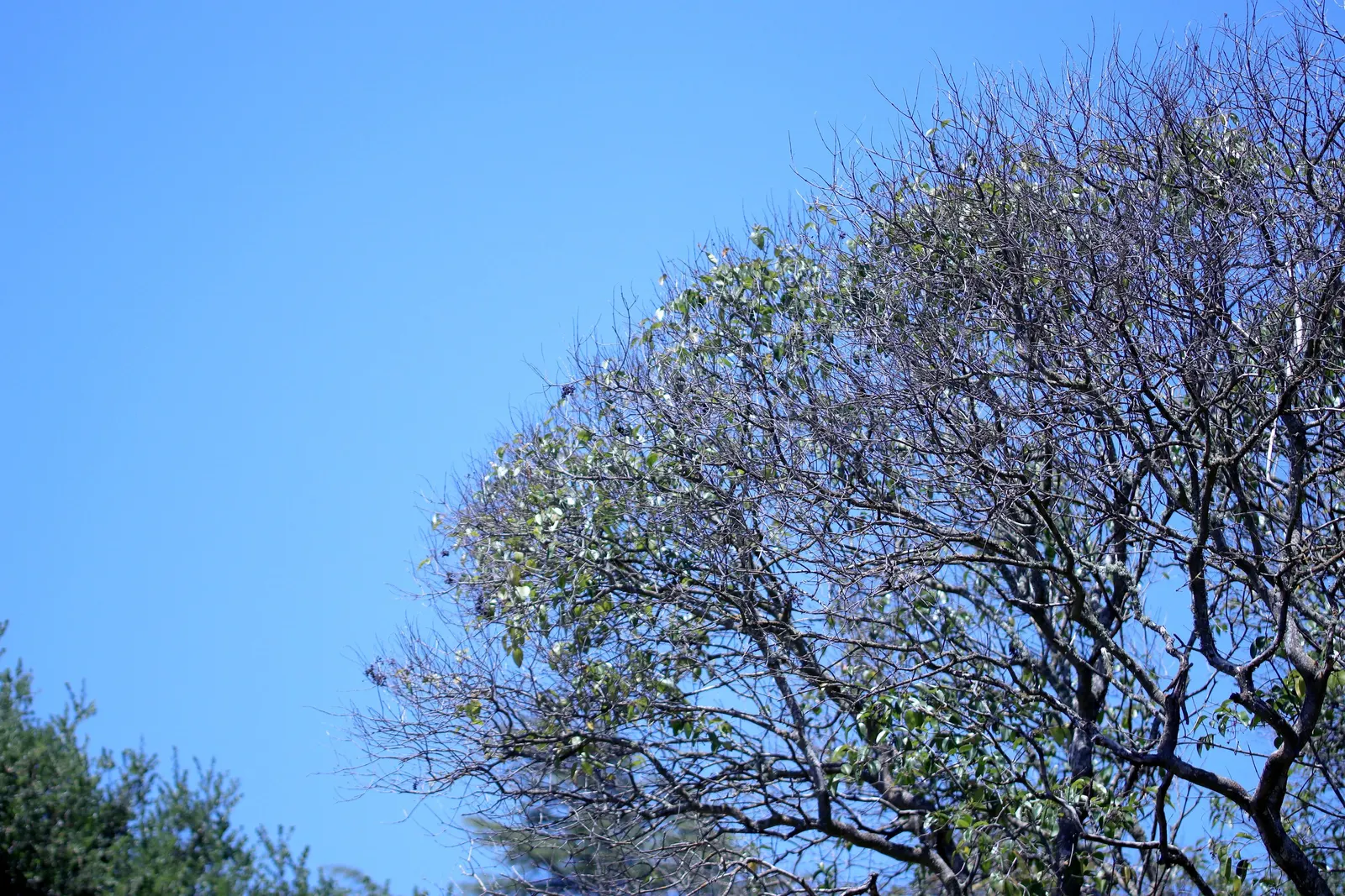 Privet (Ligustrum Vulgare) — making them ideal for quick establishment in new gardens
