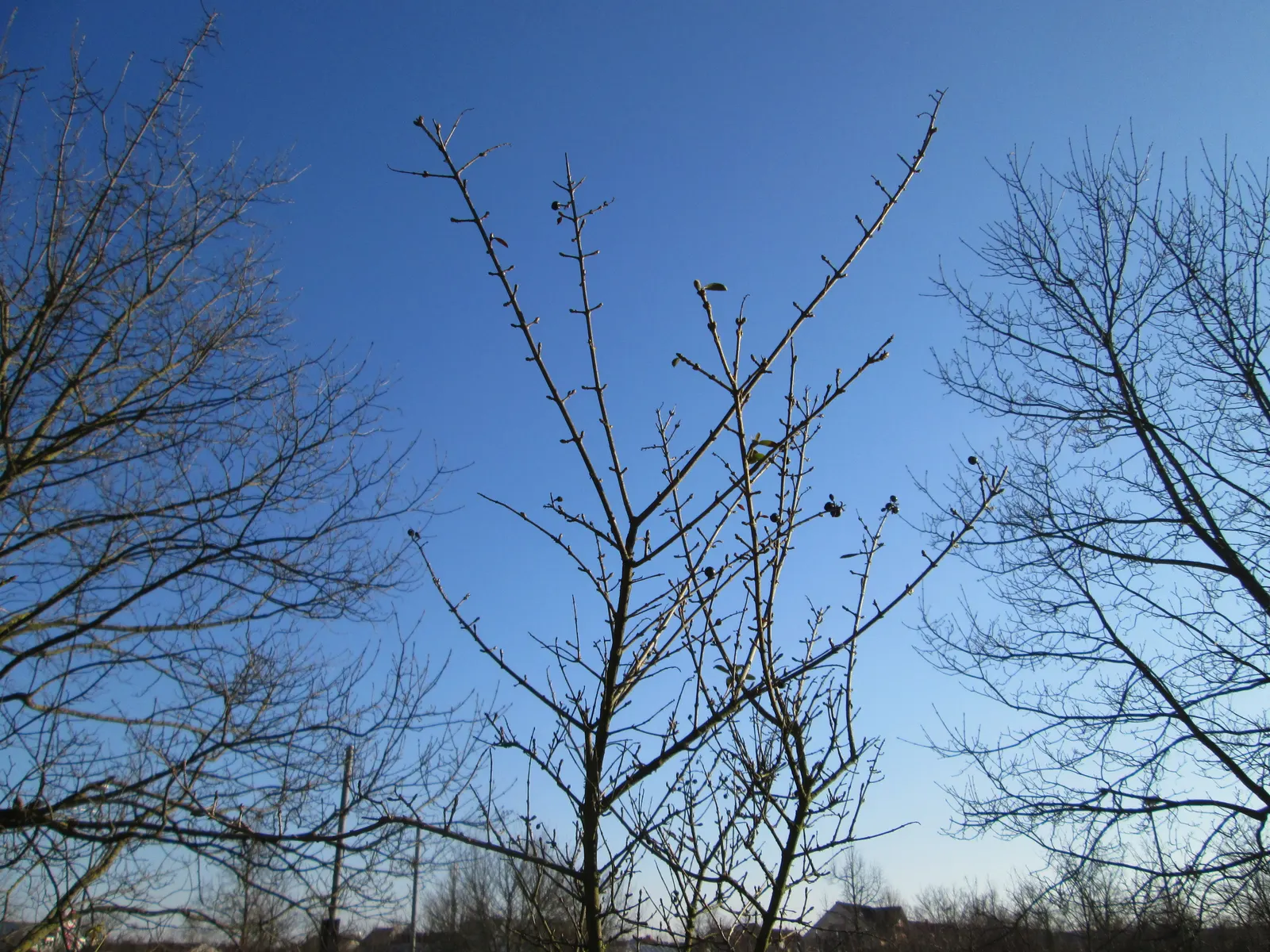 Privet (Ligustrum Vulgare) — shrub / tree with white blooms; following the flowering season, image 134