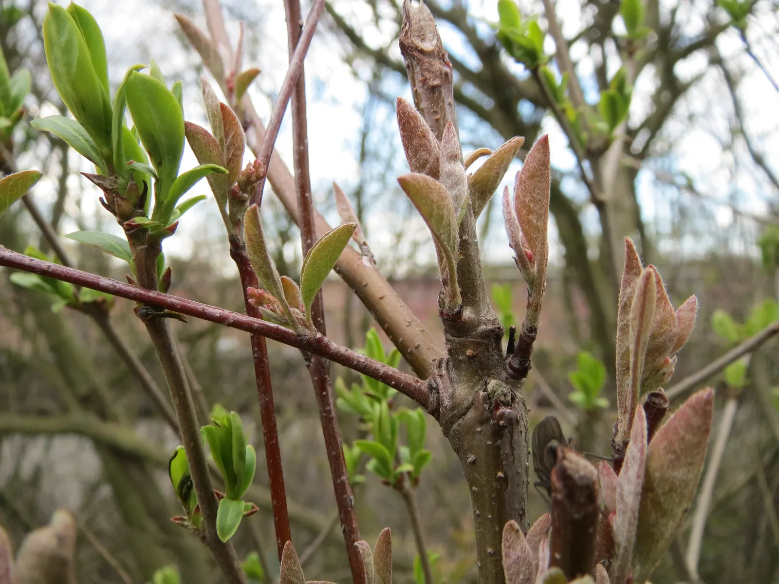Privet (Ligustrum Vulgare) — Mature privets typically reach heights of 12 to 15 feet; which starkly contrast the creamy-white flowers that blossom, image 172