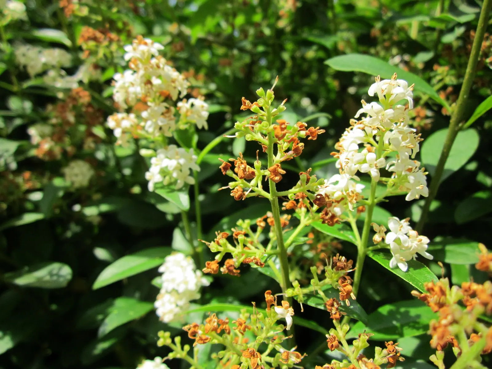 Privet (Ligustrum Vulgare) — with a similar spread of 12 to 15 feet; when planting, ensure they are spaced 2 to 3 feet apart to accommodate their spread and