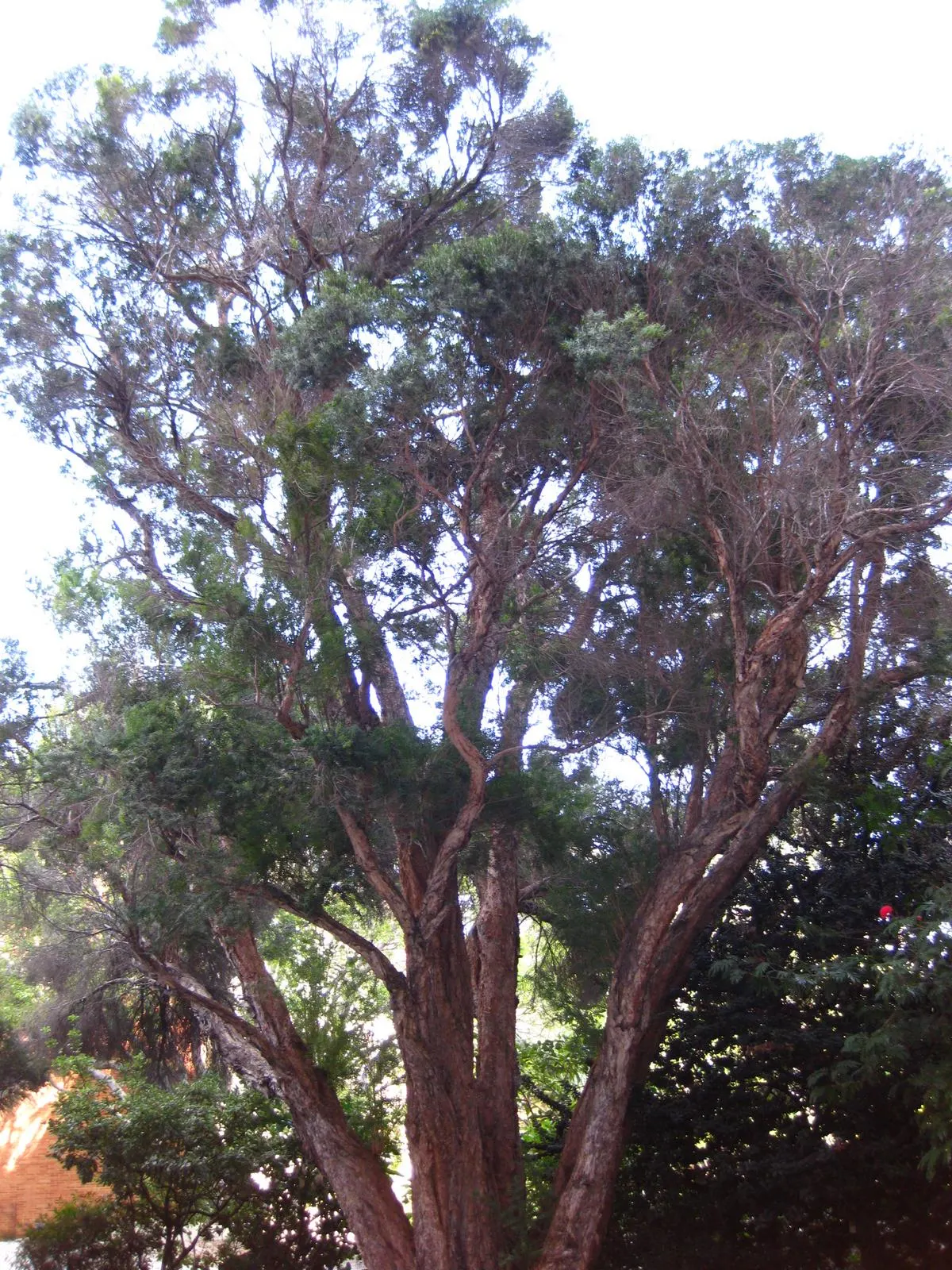 Flax Leaf Paperbark (Melaleuca Linariifolia) — thriving in full sun and well-drained soils; an excellent choice for accentuating water-efficient, image 56