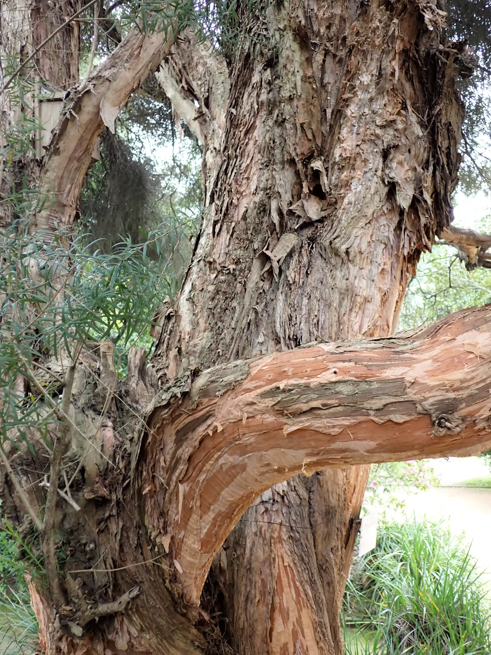 Flax Leaf Paperbark (Melaleuca Linariifolia) — with a soft green hue that complements the bark.<br><br>Spring through summer