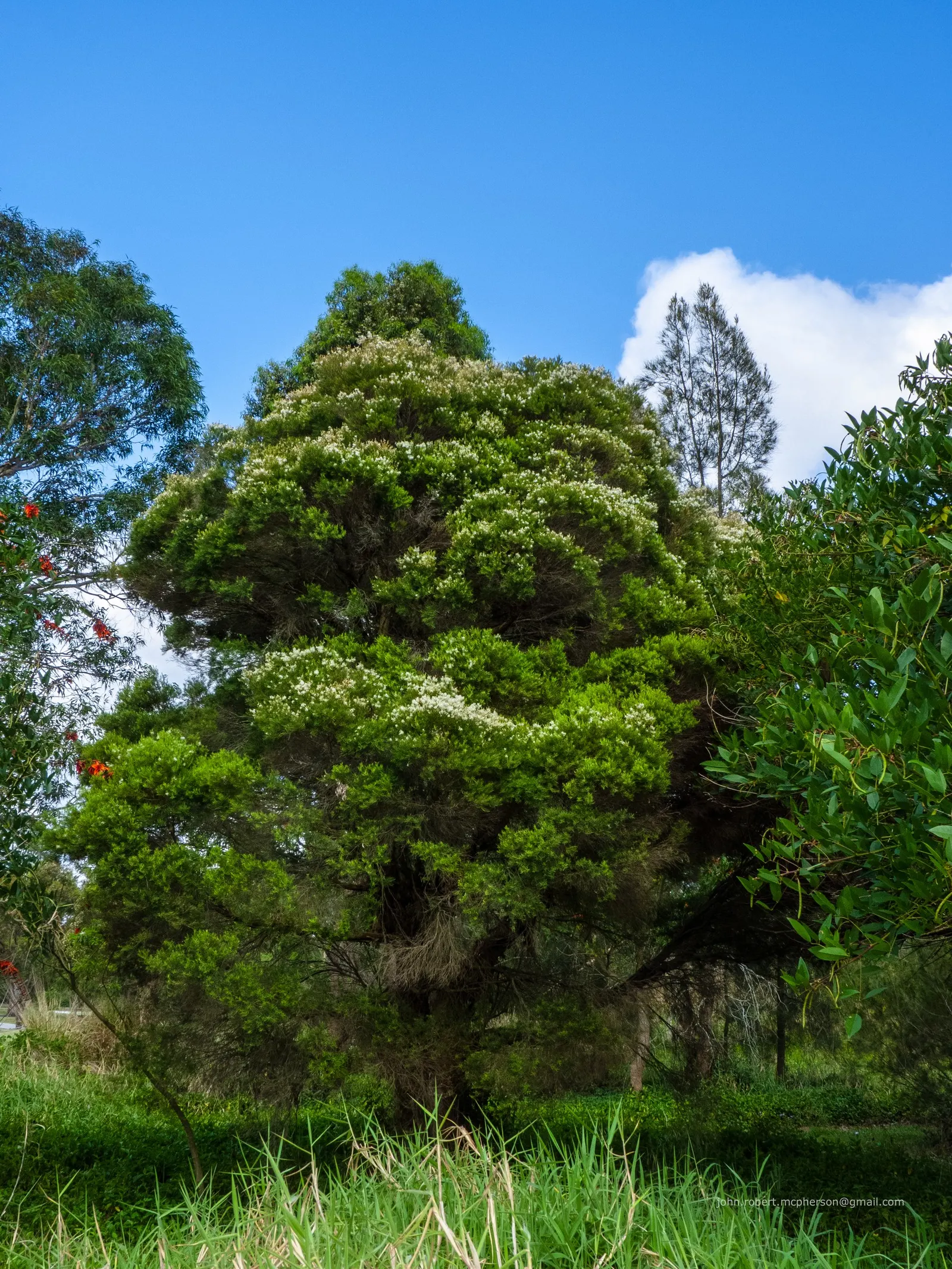 Flax Leaf Paperbark (Melaleuca Linariifolia) — Native to Australia, it reaches up to 30 feet in height with a canopy spanning 15-20 feet; these, image 53