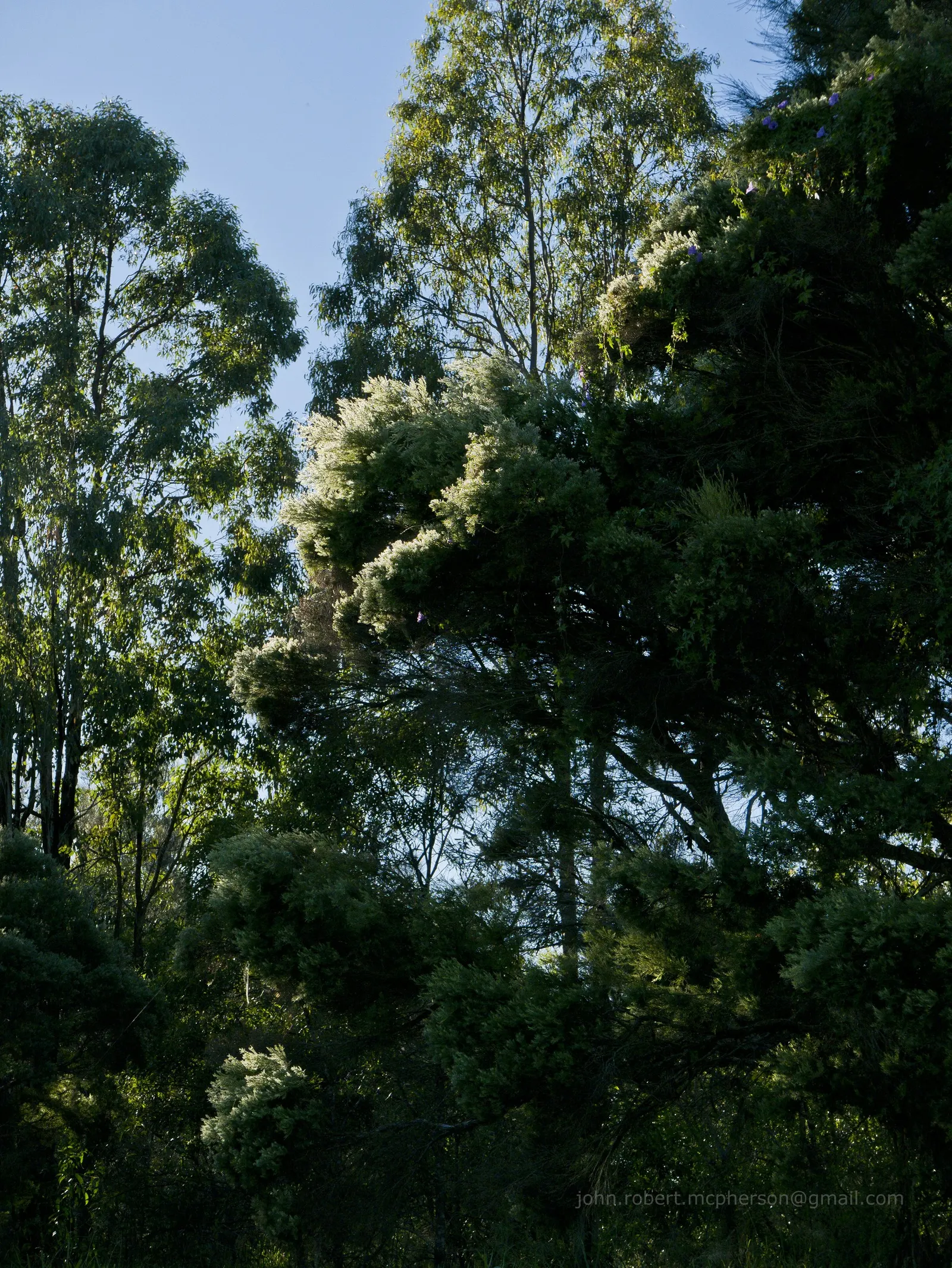 Flax Leaf Paperbark (Melaleuca Linariifolia) — is an evergreen tree cherished for its unique ornamental features and adaptability; native to, image 58